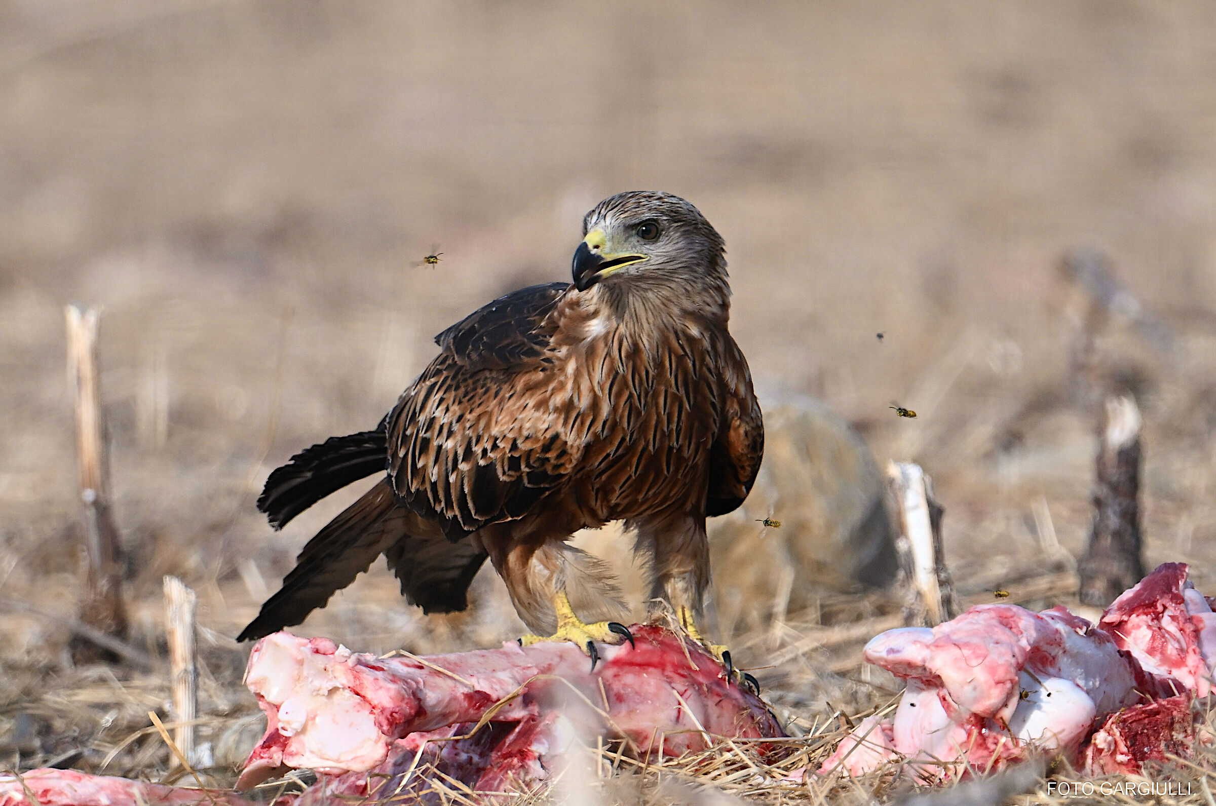 Black kite
