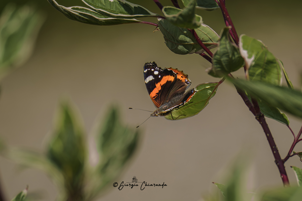 Vulcano (Atalanta vanessa)