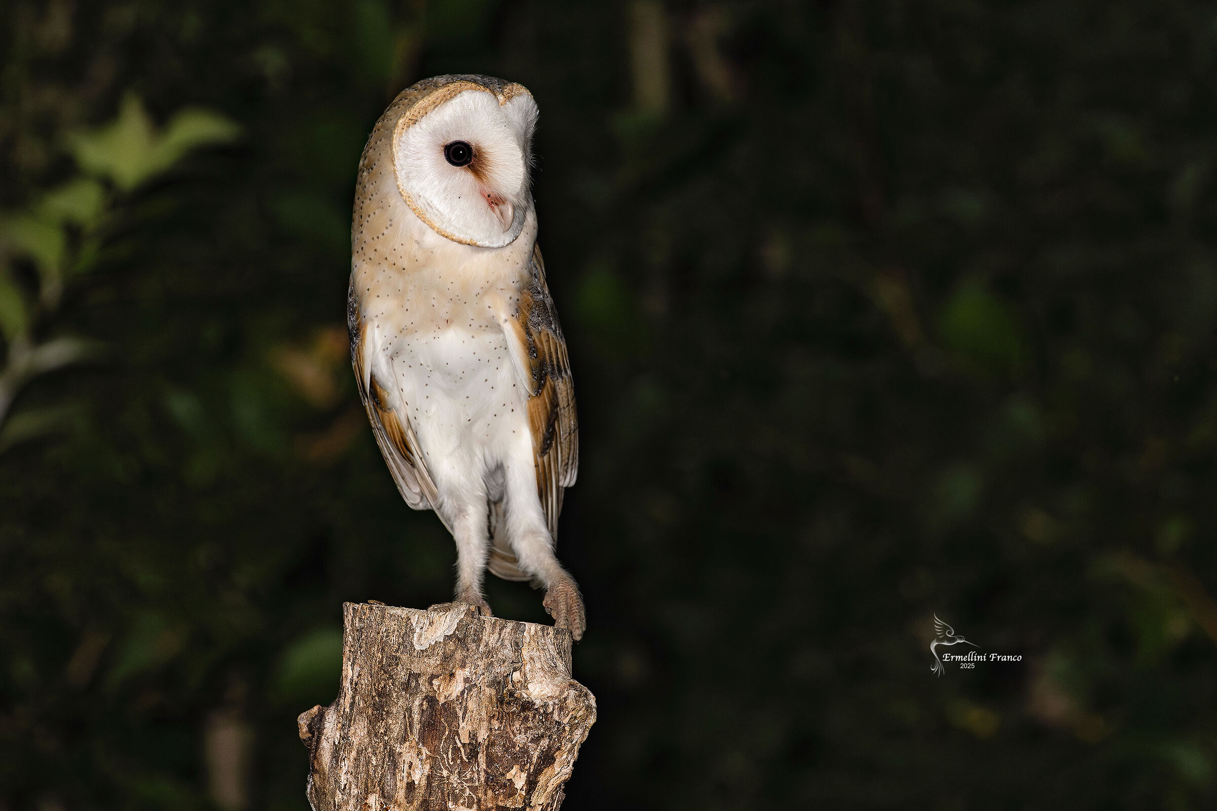 Barn owl