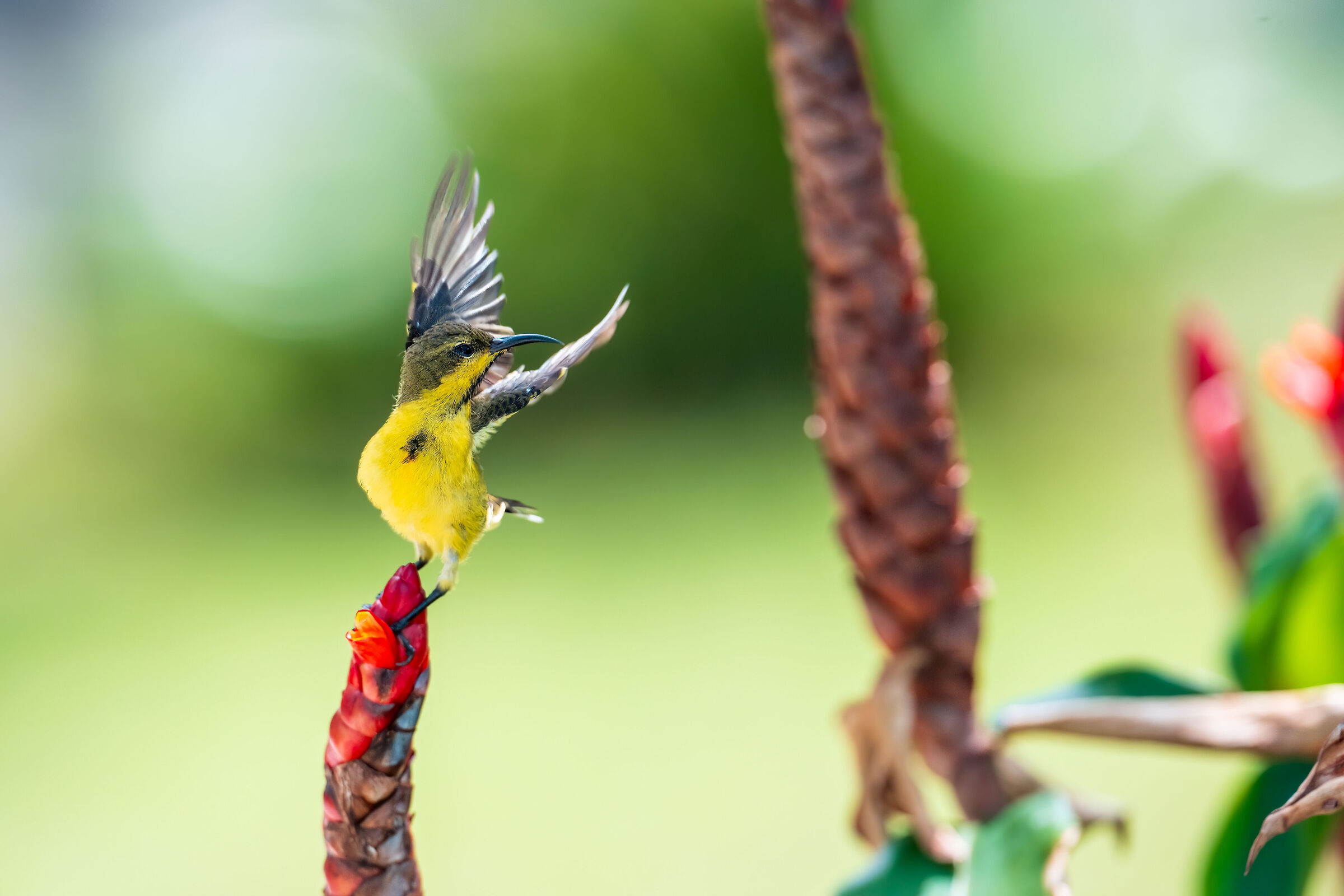flying away (Nectarinia jugularis)