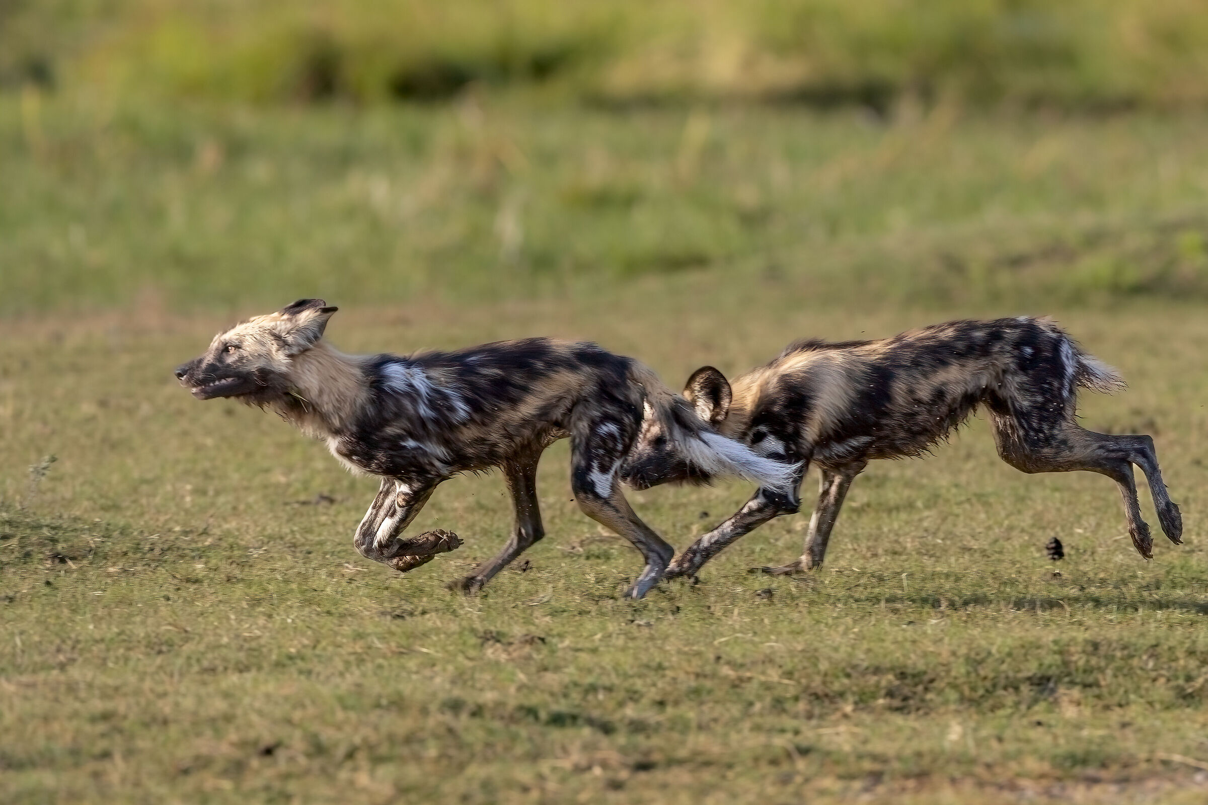 Running with the pack