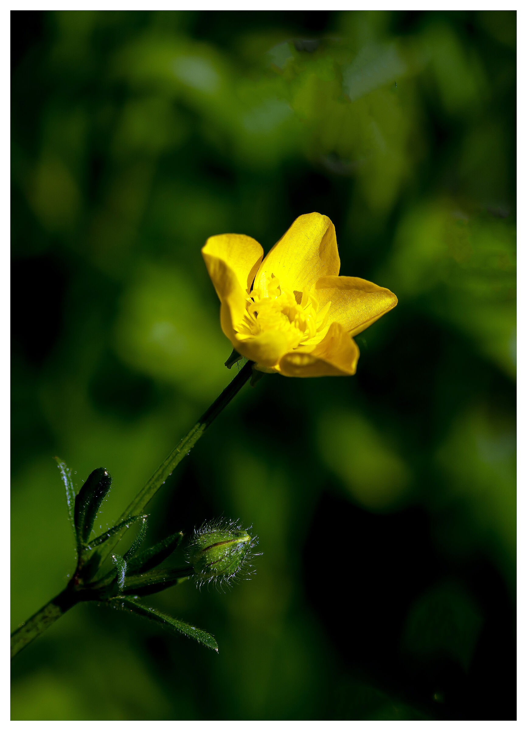 Flower...