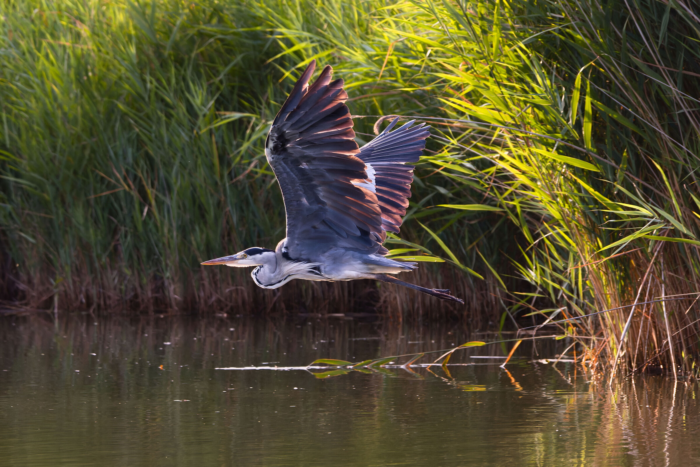 Heron at sunset