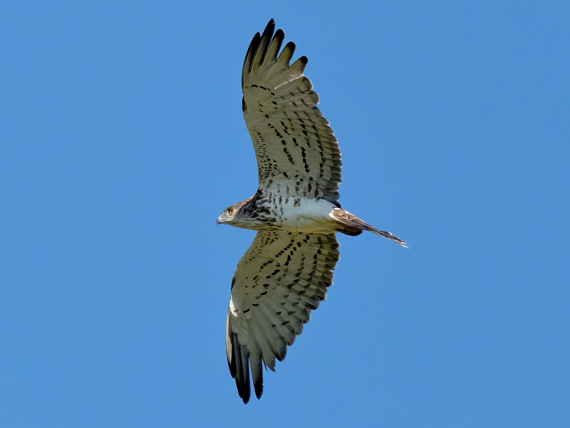 Biancone o Aquila dei serpenti (Circaetus gallicus)
