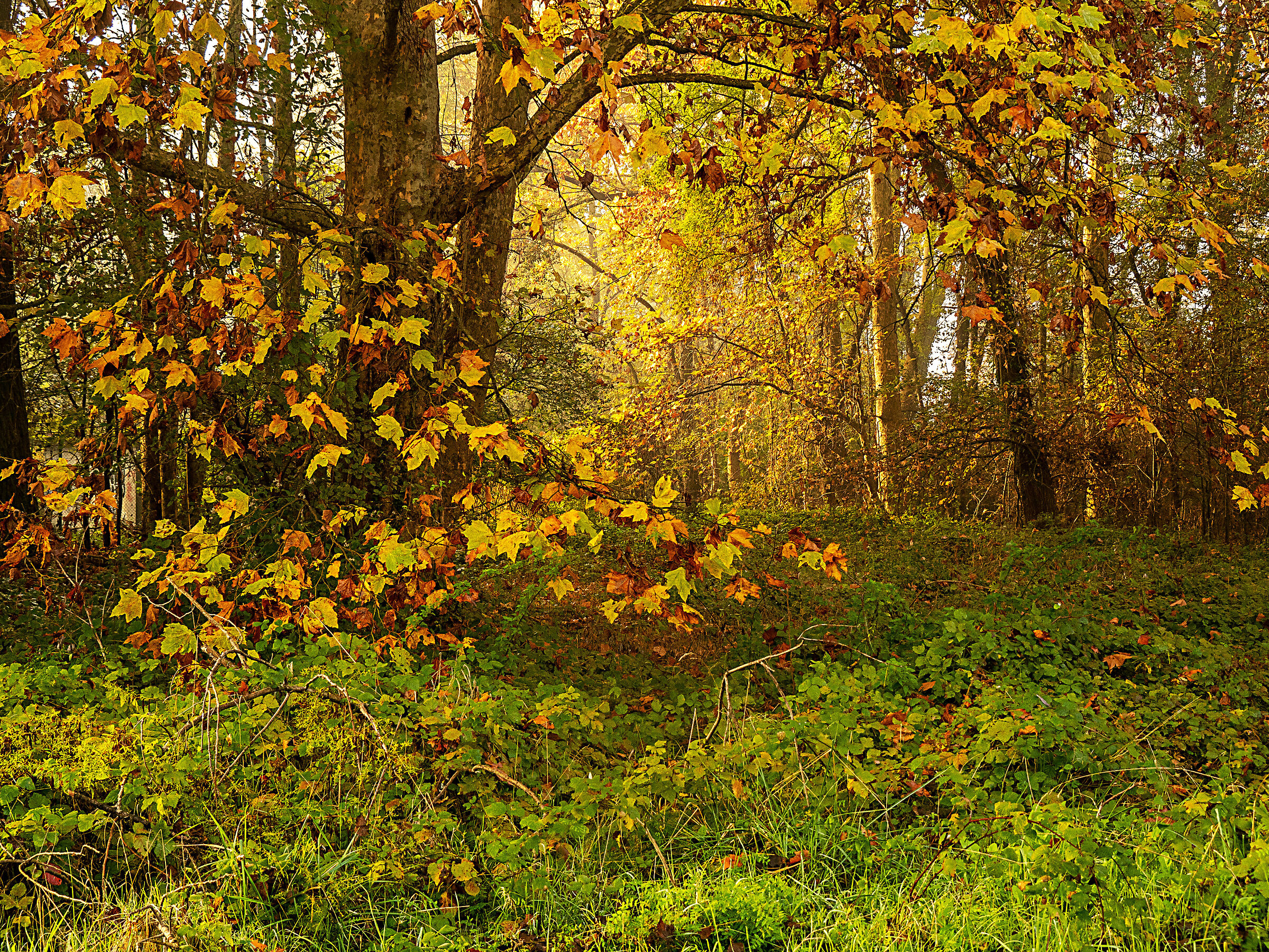 aspettando l'autunno