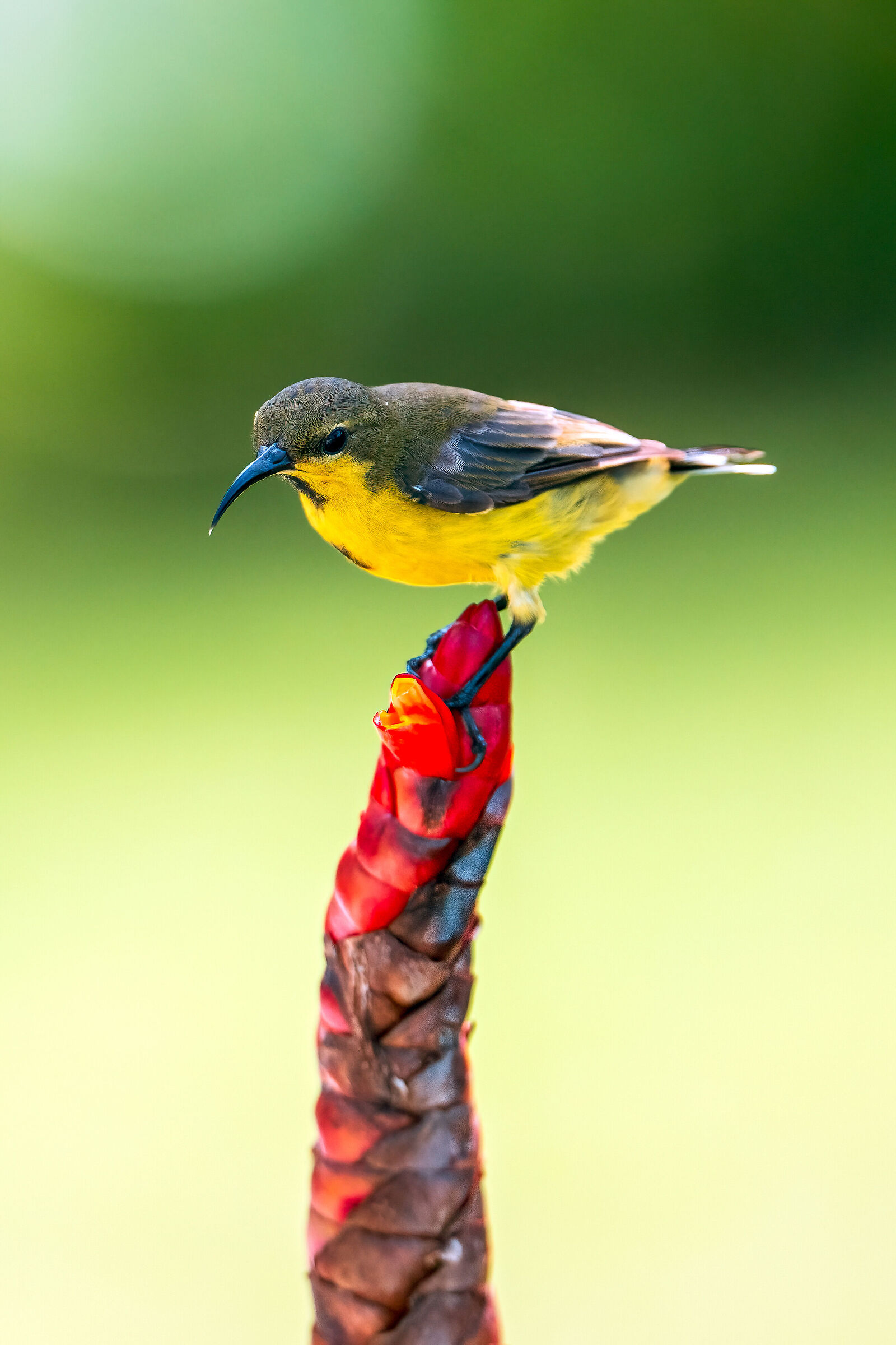 Anthreptes malacensis