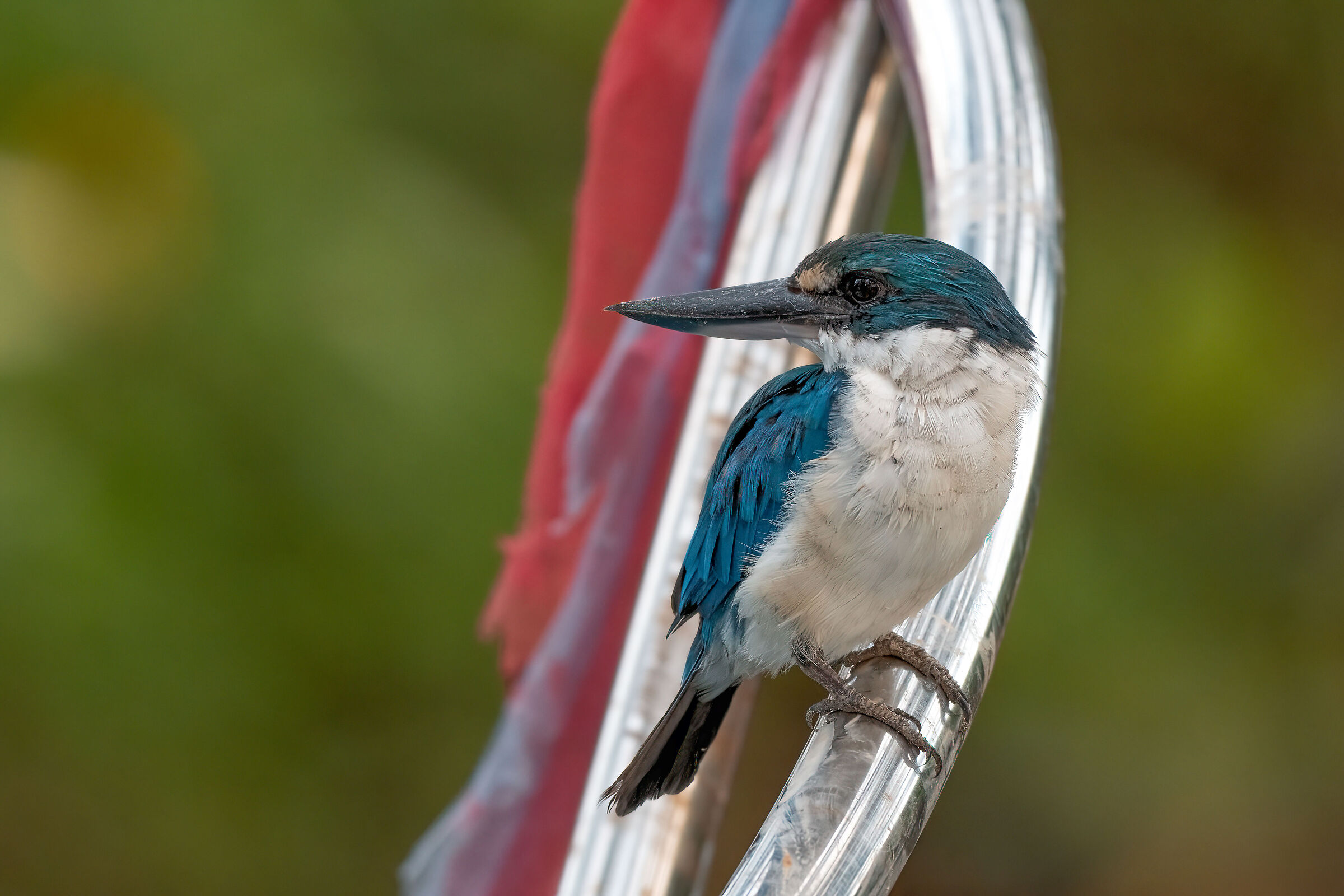 Kingfisher Collared - Todiramphus chloris