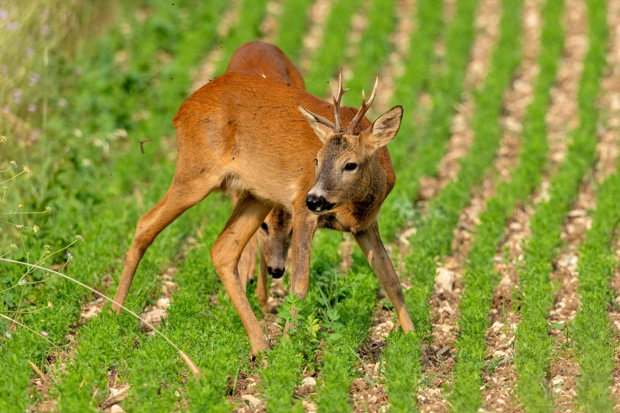 Caprioli (Capreolus capreolus)