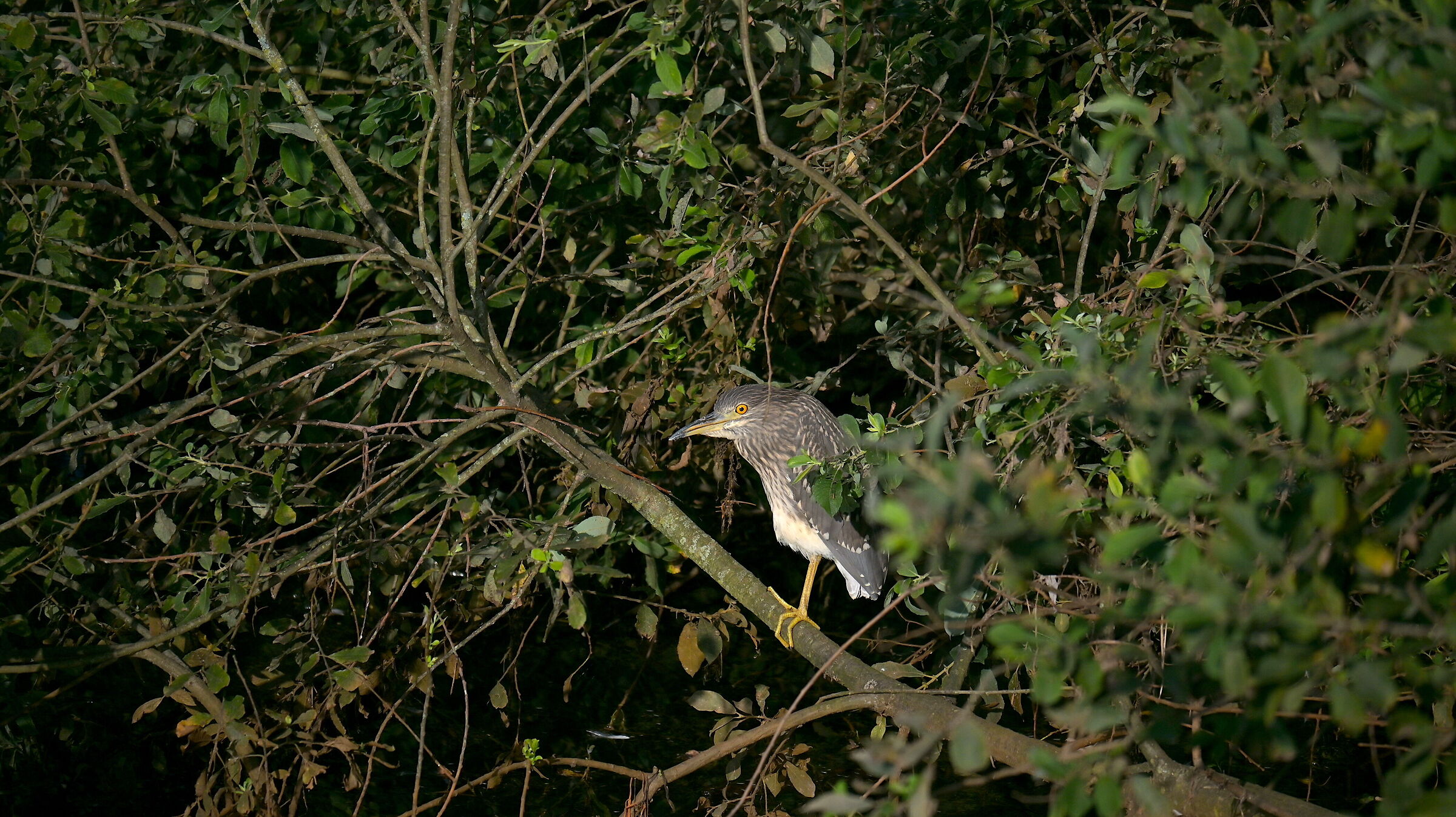 Migrating night heron