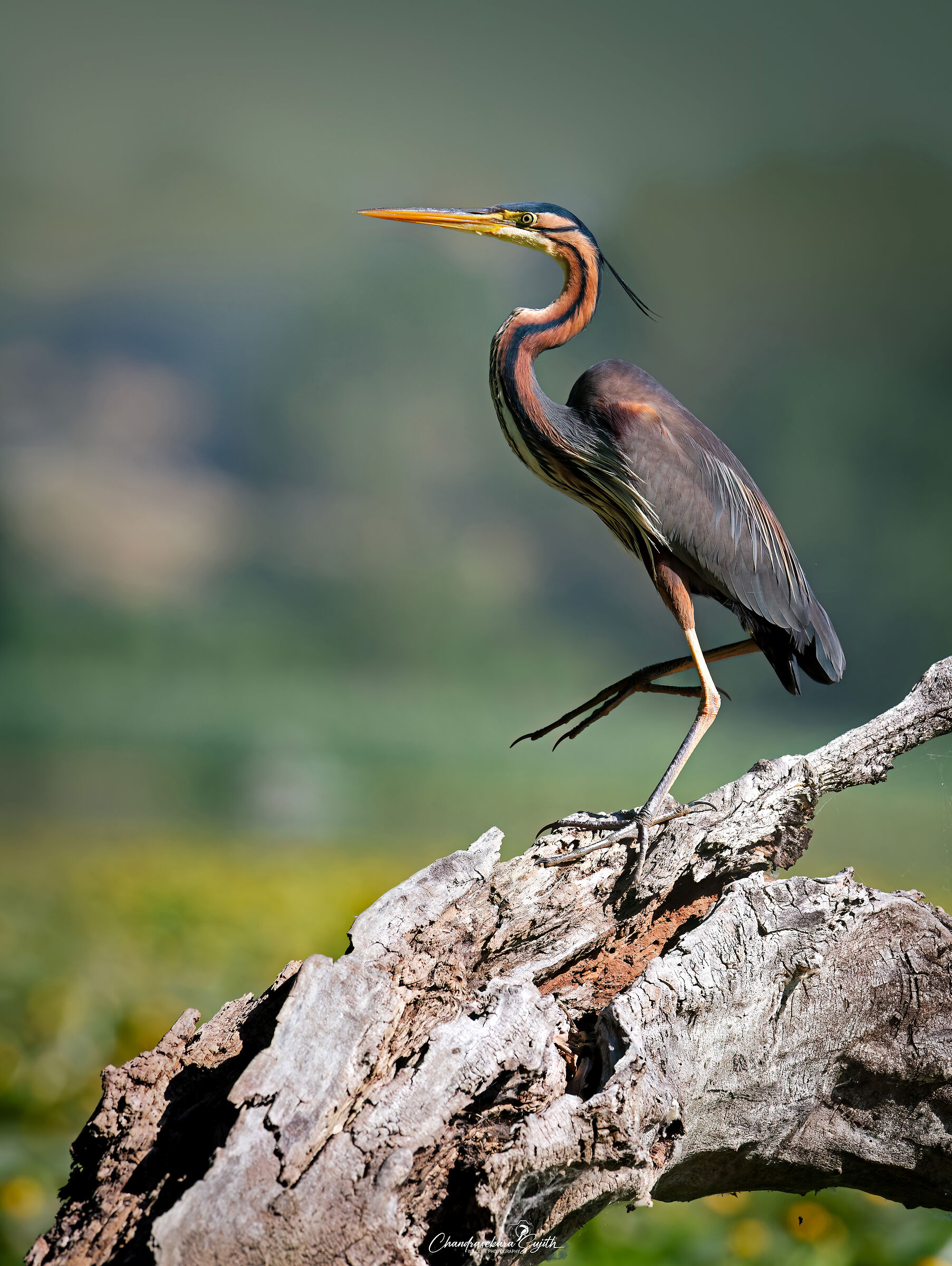 Purple heron