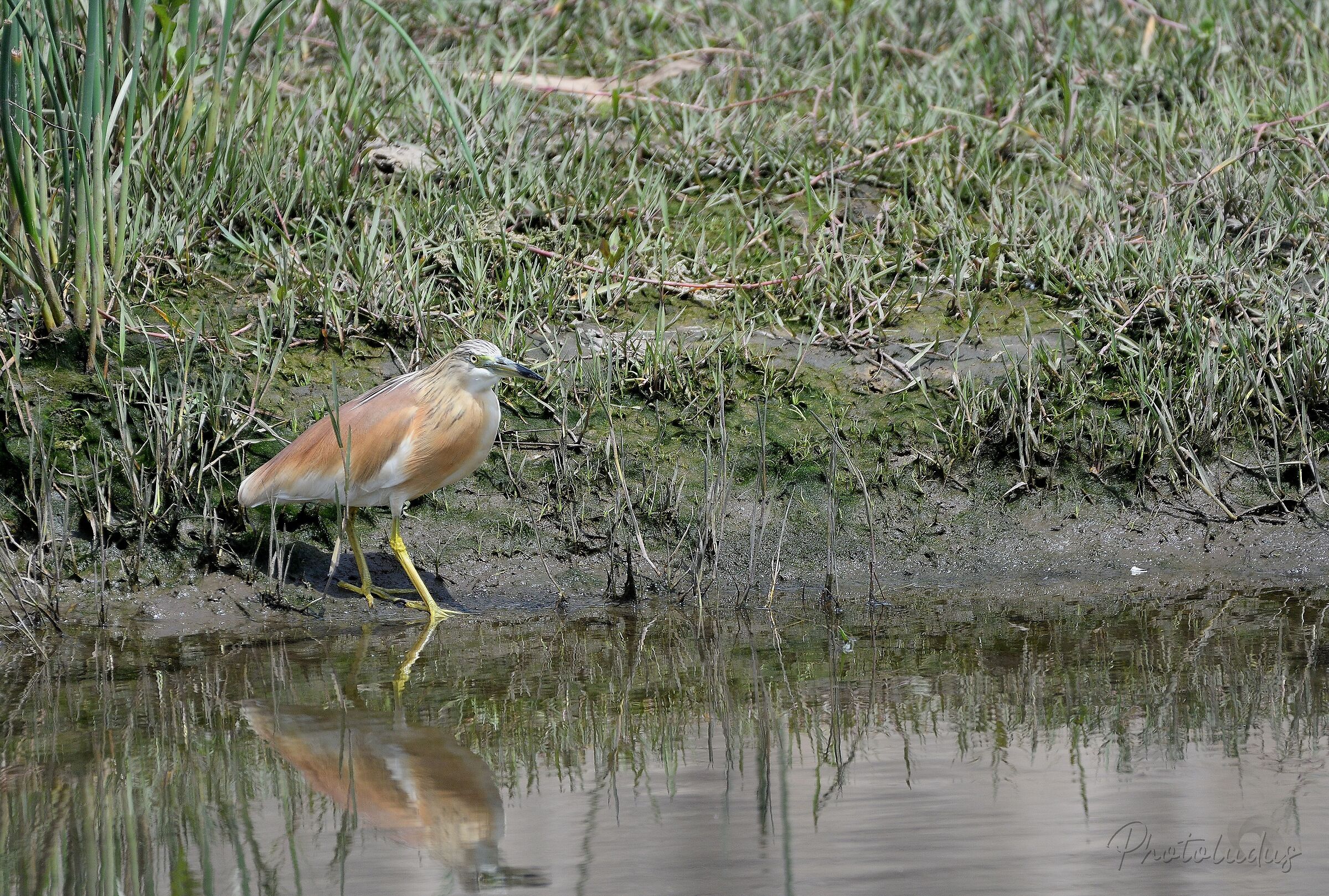 Squacco heron