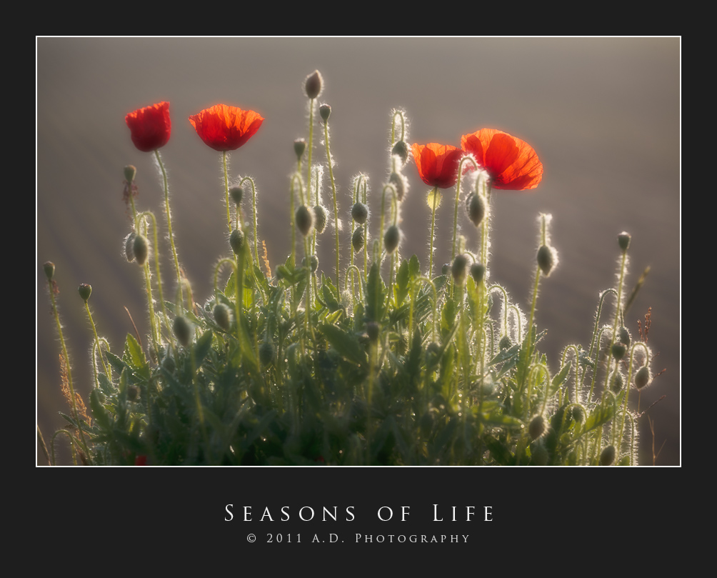 Seasons of Life