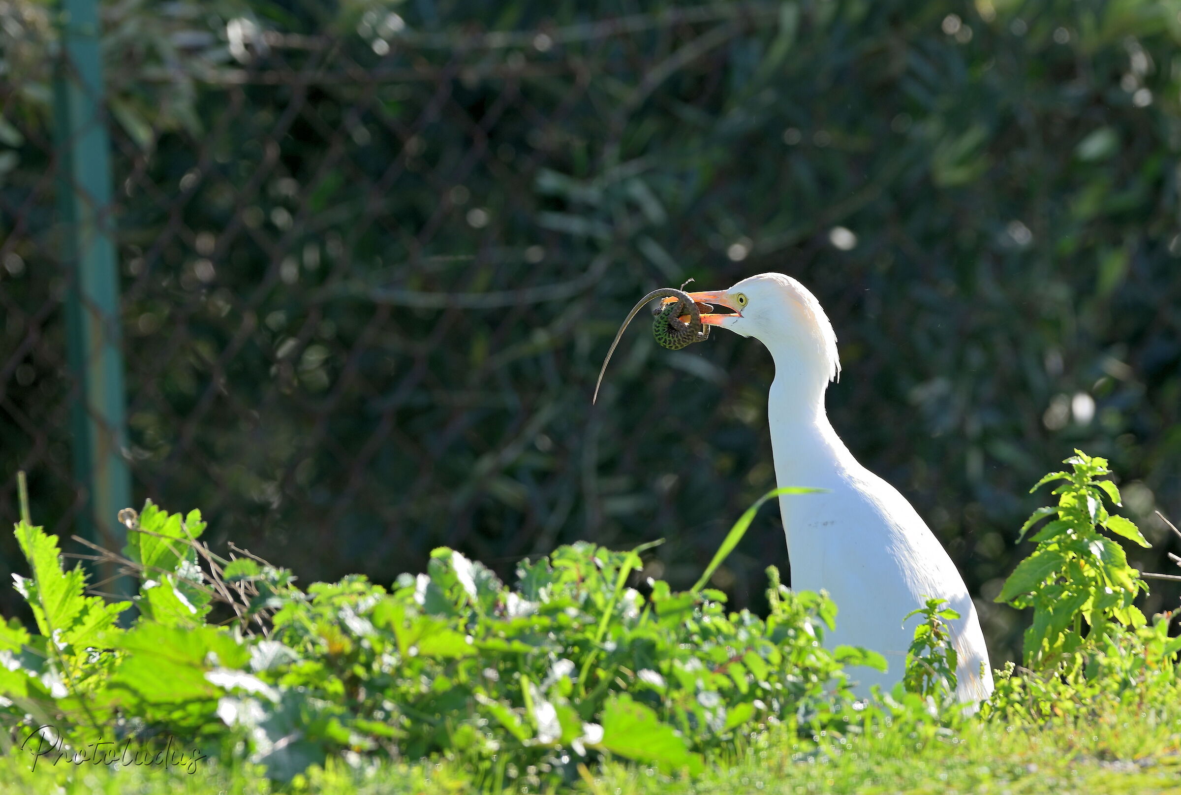 Cattle egrets with prey [mors tua, vita mea]