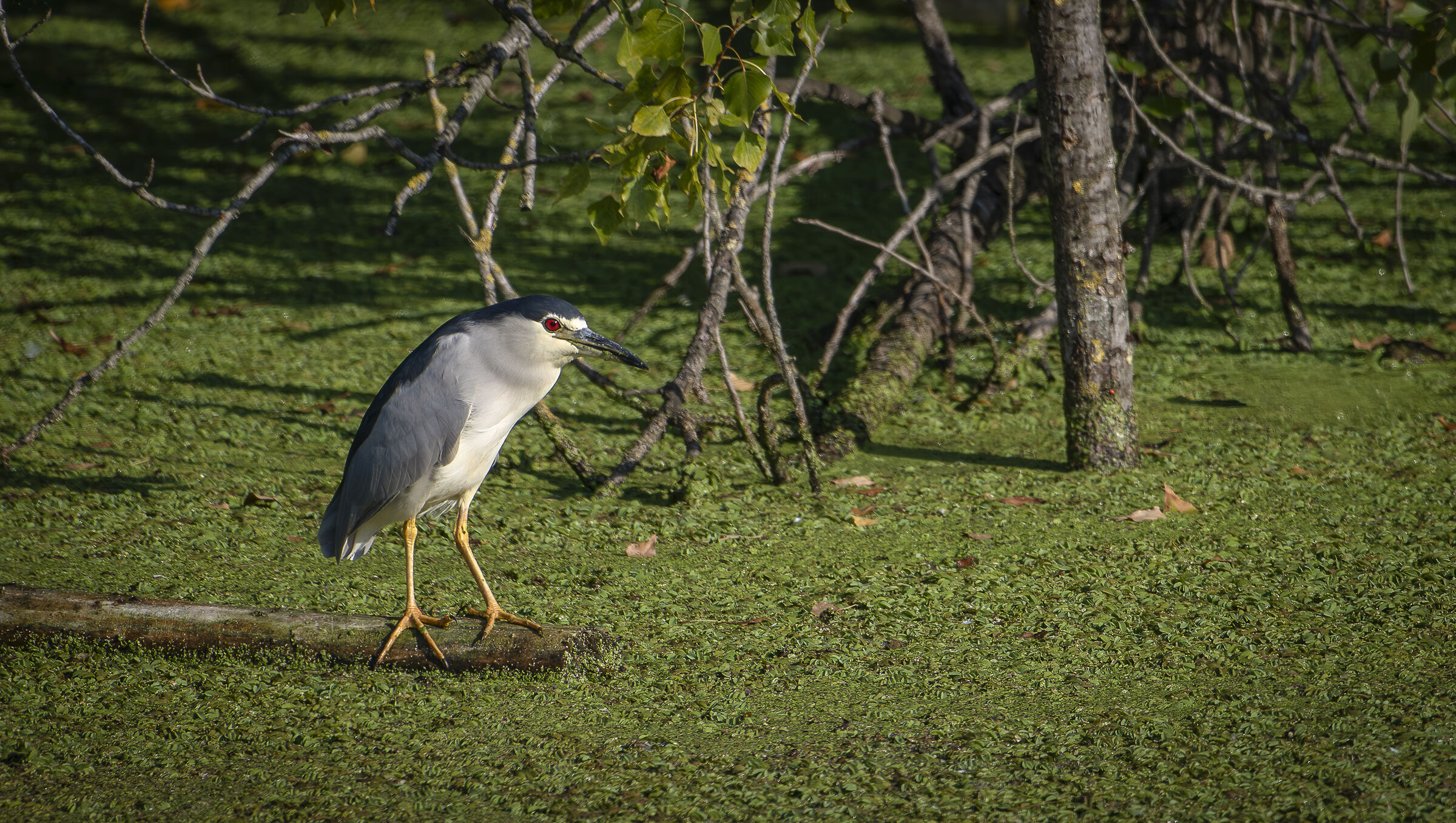 Night Heron