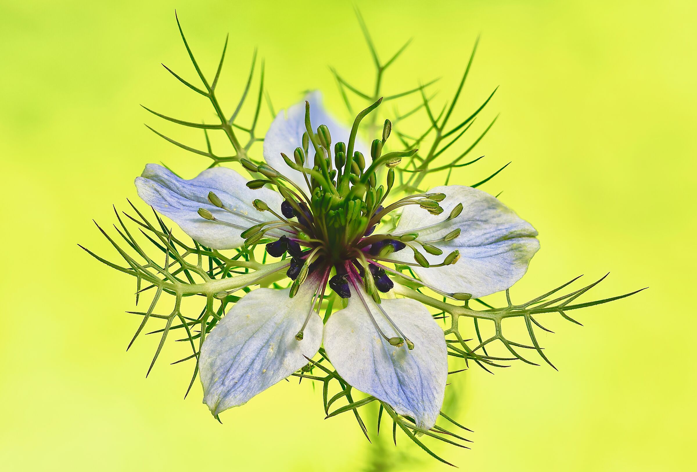 Nigella damascena