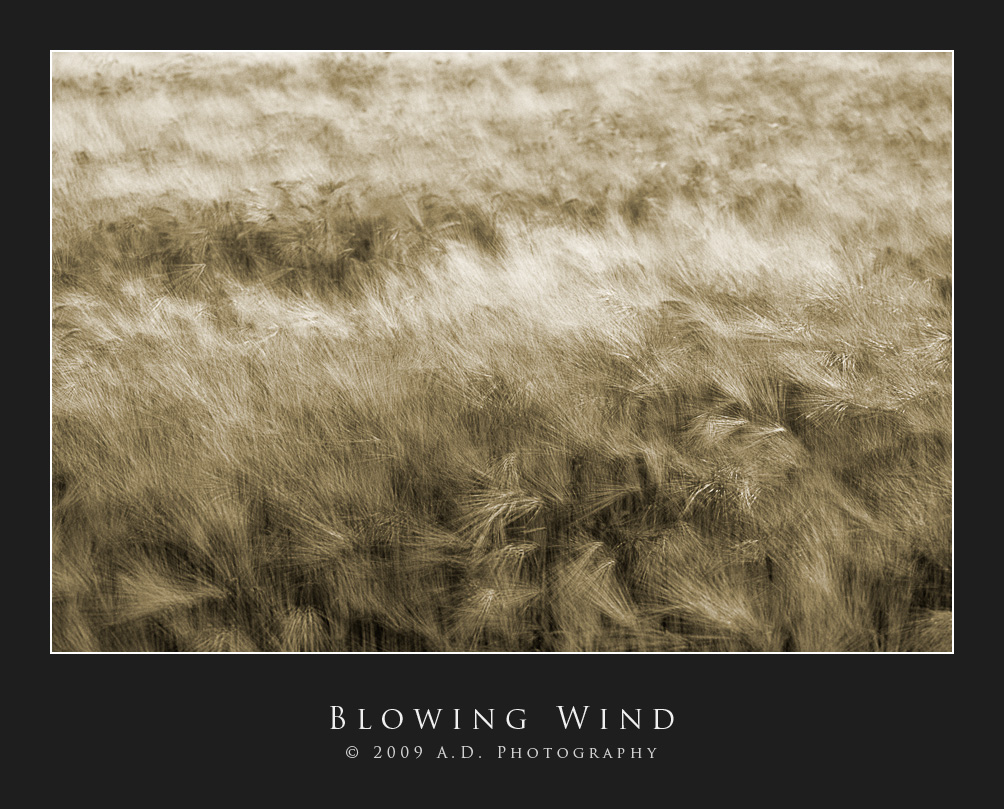Blowing Wind