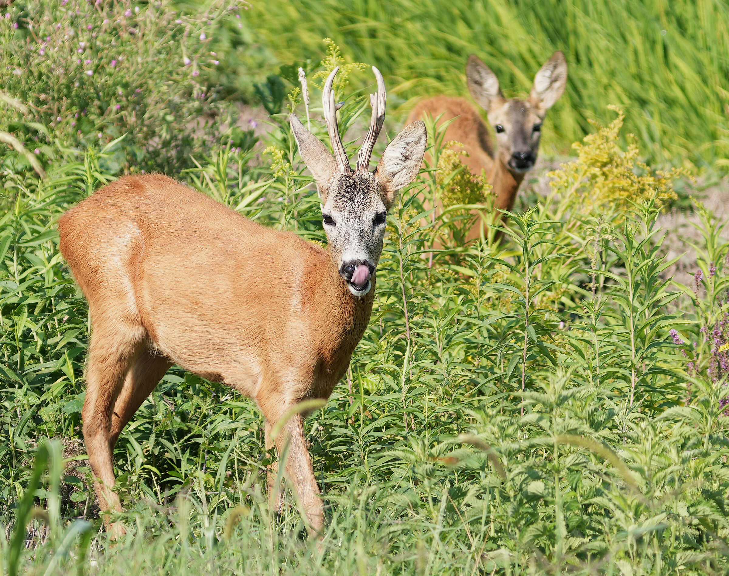 Caprioli al Parco del Ticino