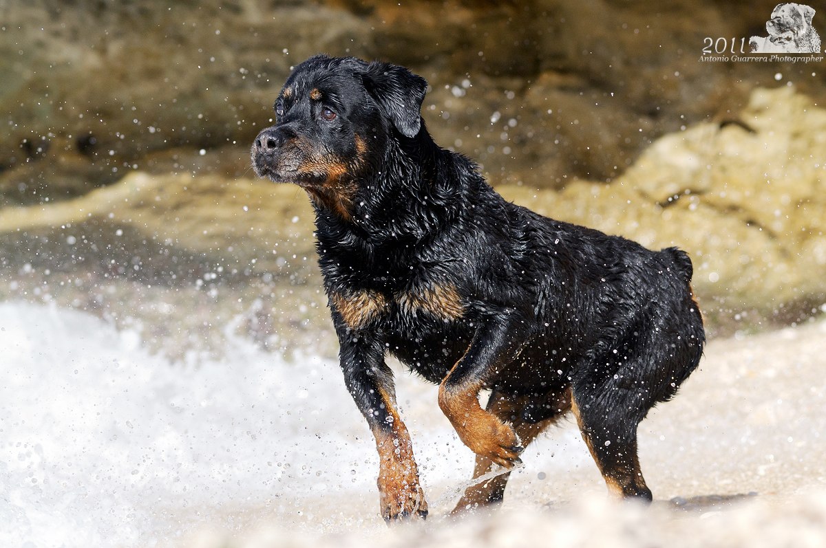 Al mio più Grande Amico