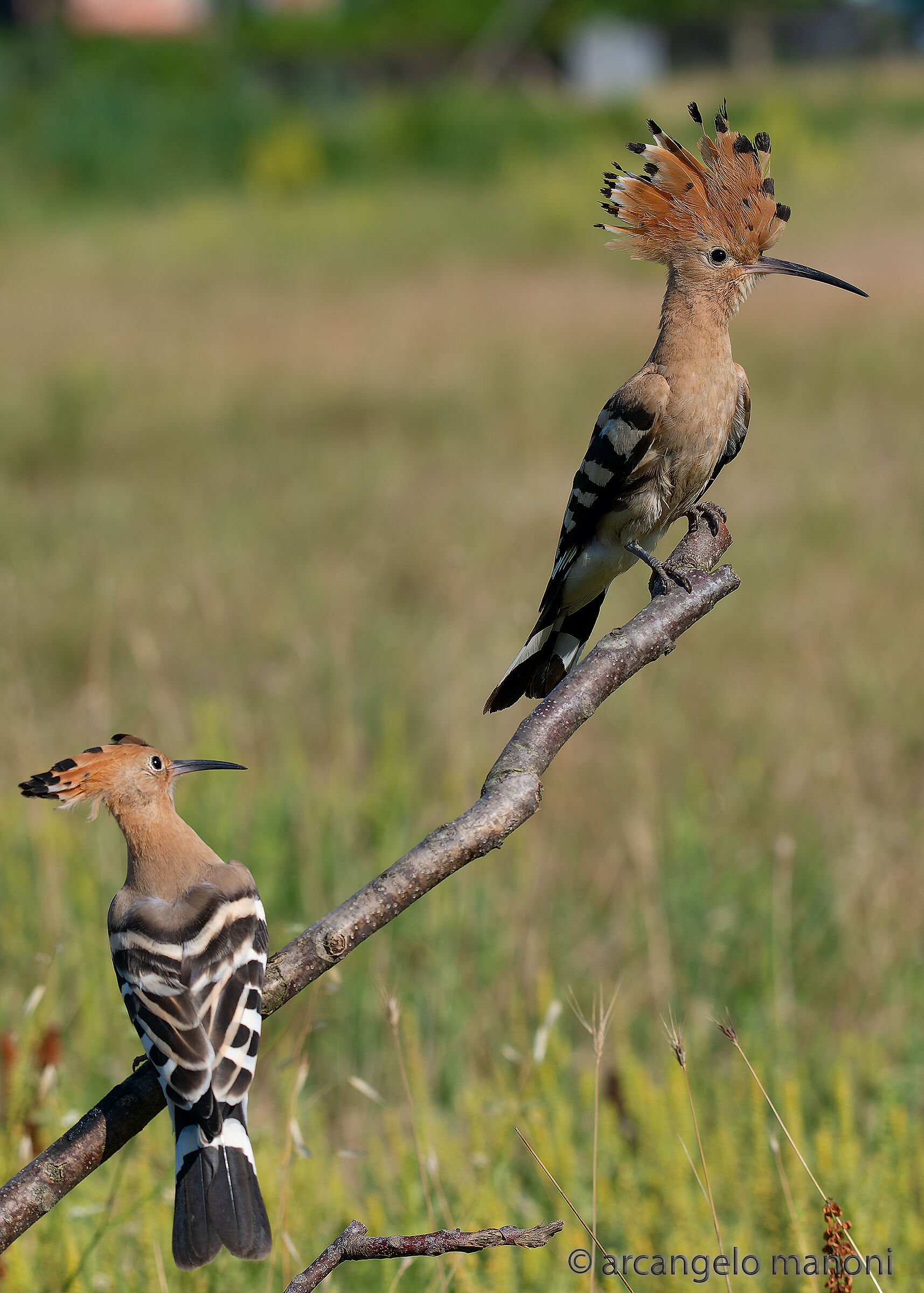 The couriers of spring