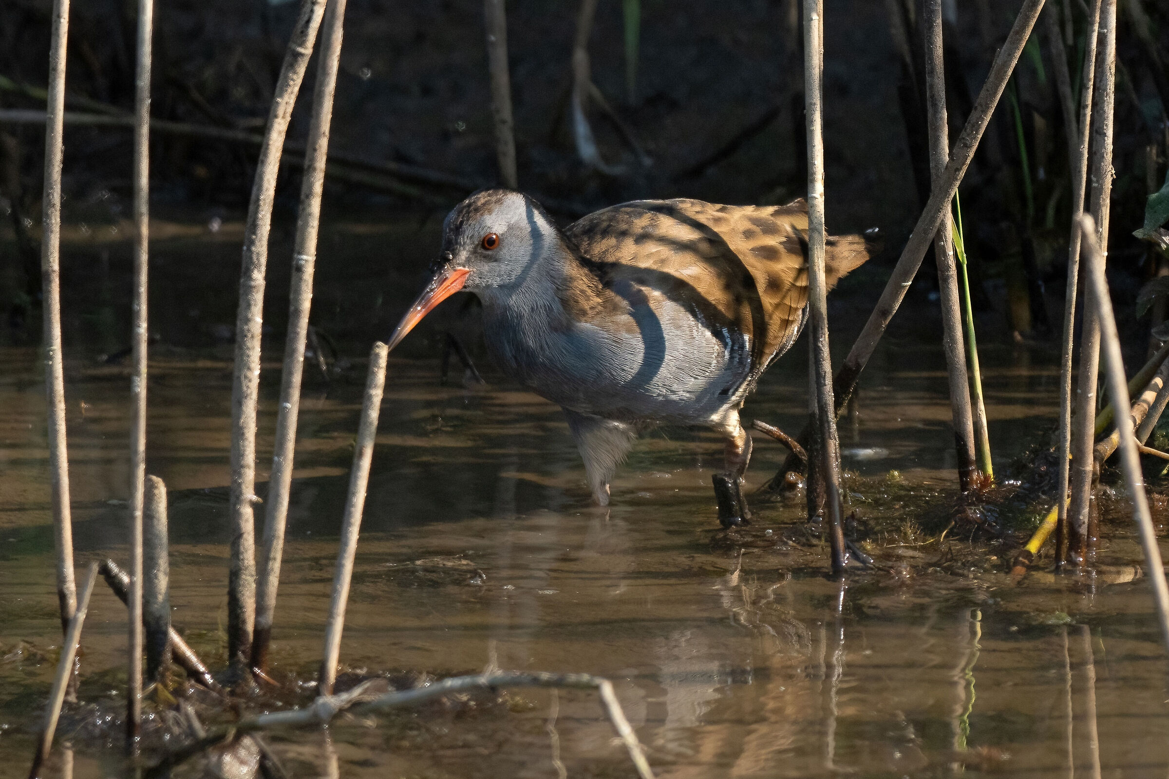 Porciglione (Rallus aquaticus)