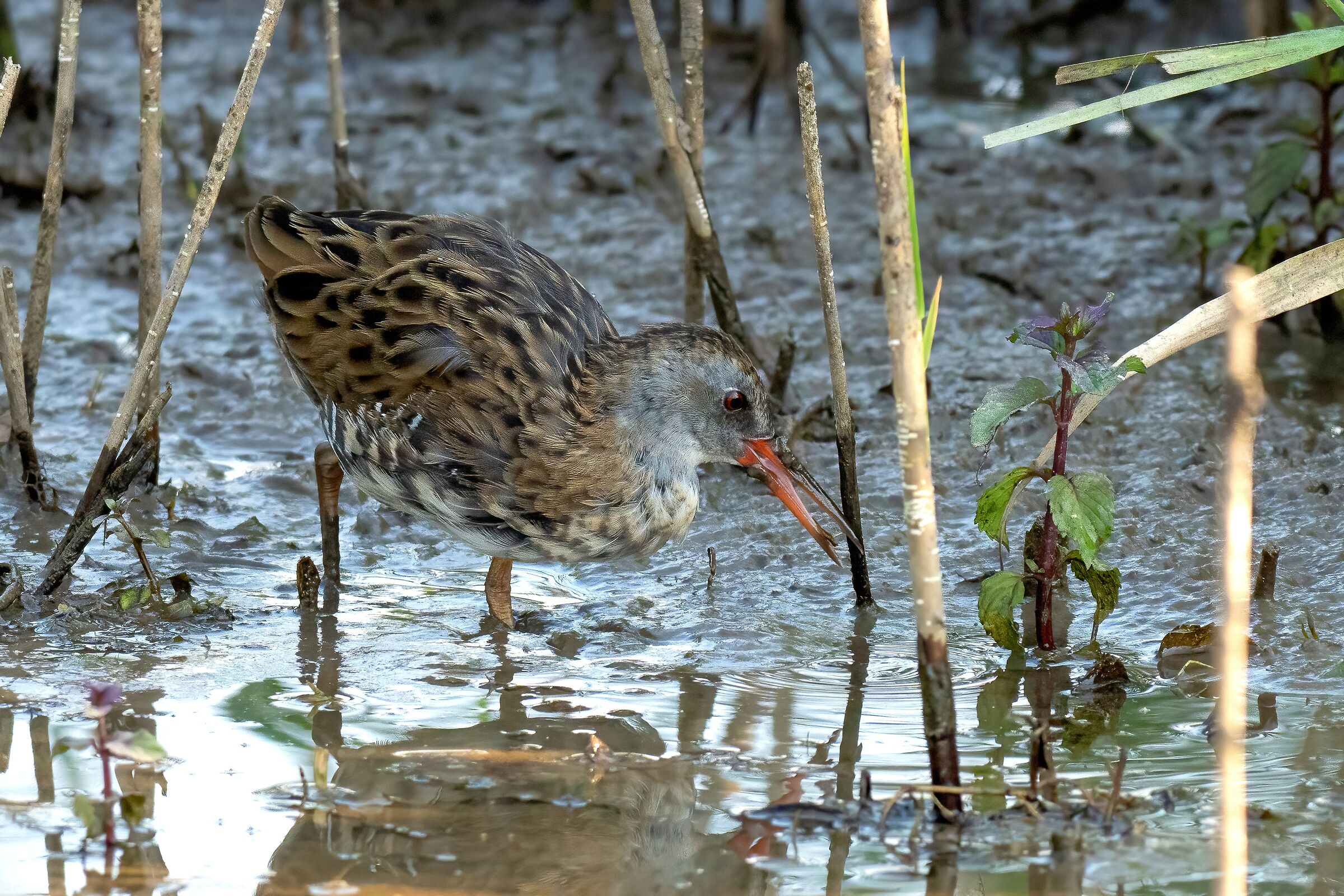 Water Rail (Rallus aquaticus)