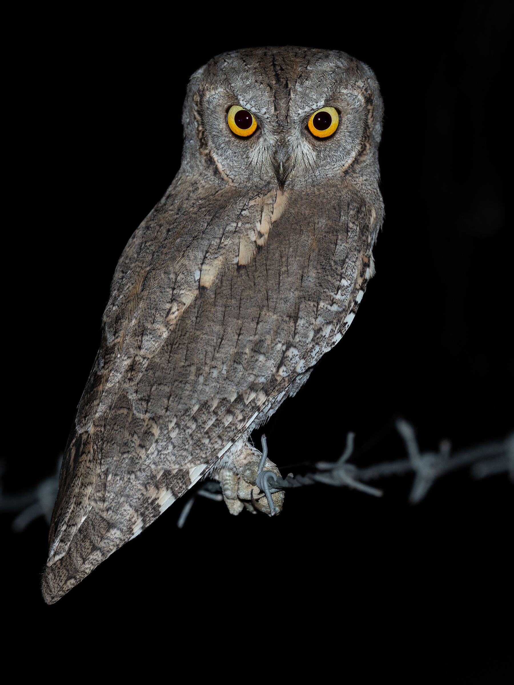 Scops owl