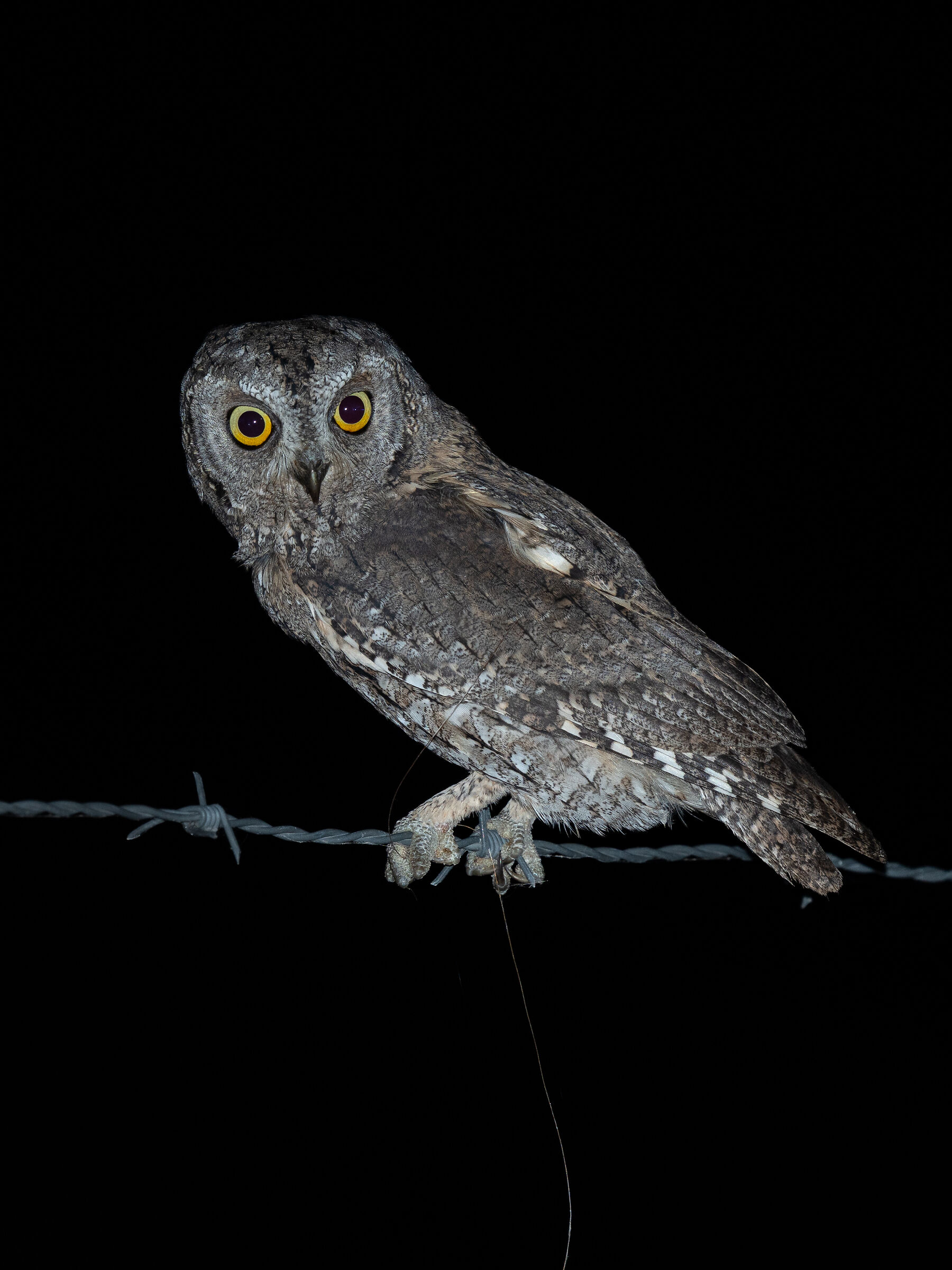 Scops owl