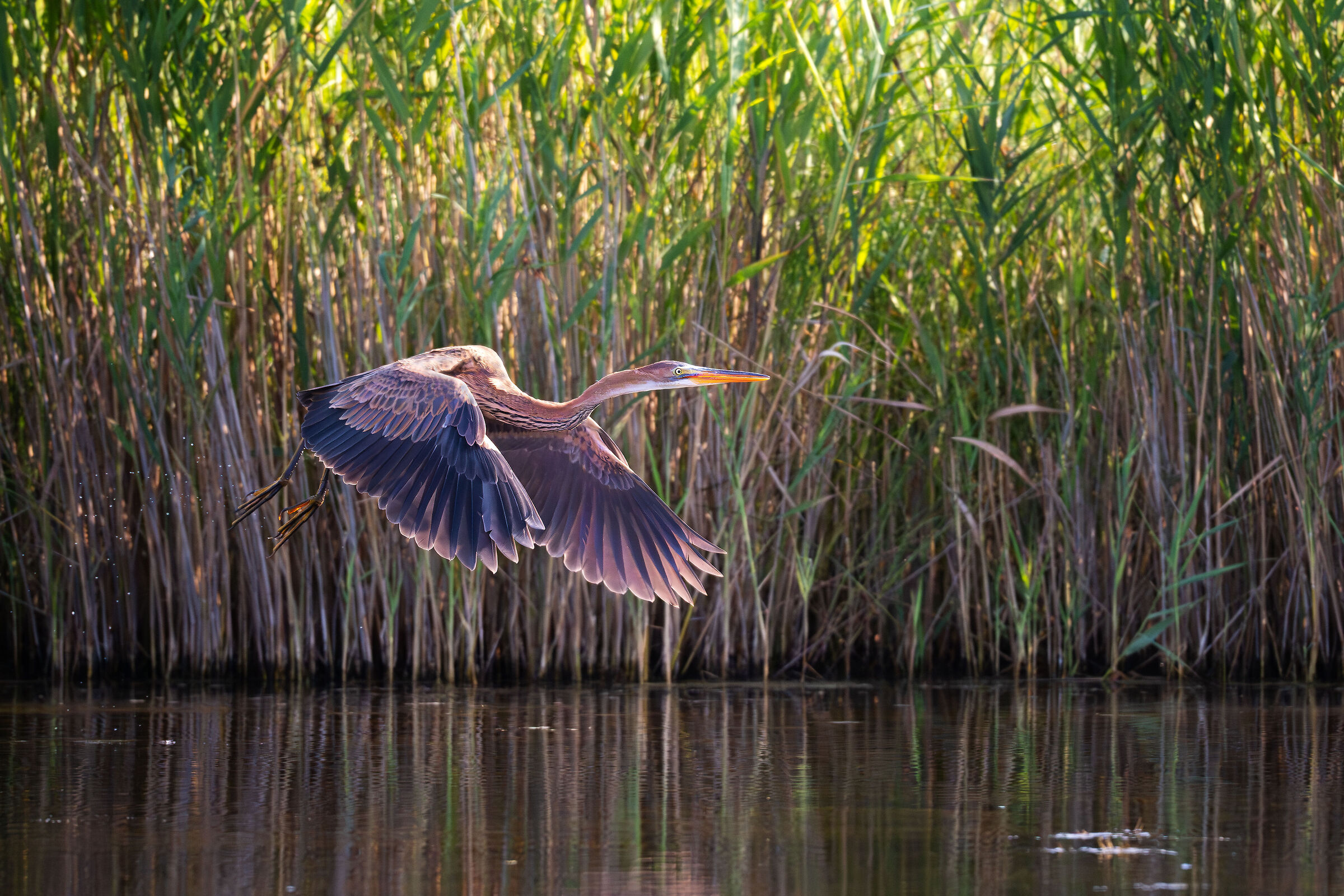 Red in the evening....