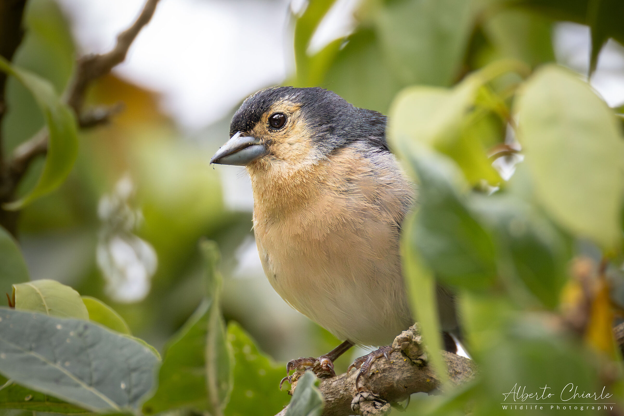 Canary Island Finch (Fringilla canariensis)
