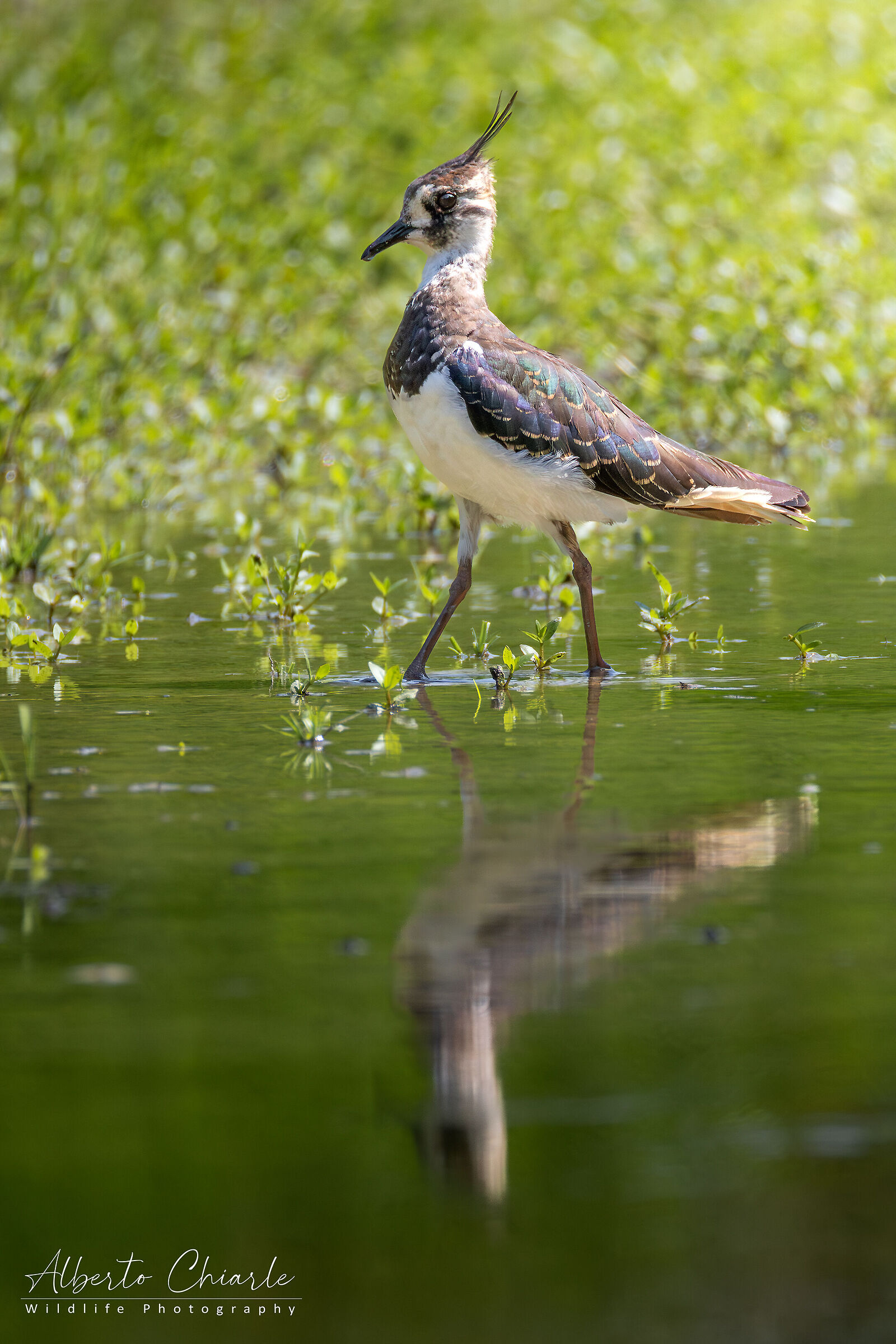 Lapwing (Vanellus vanellus)