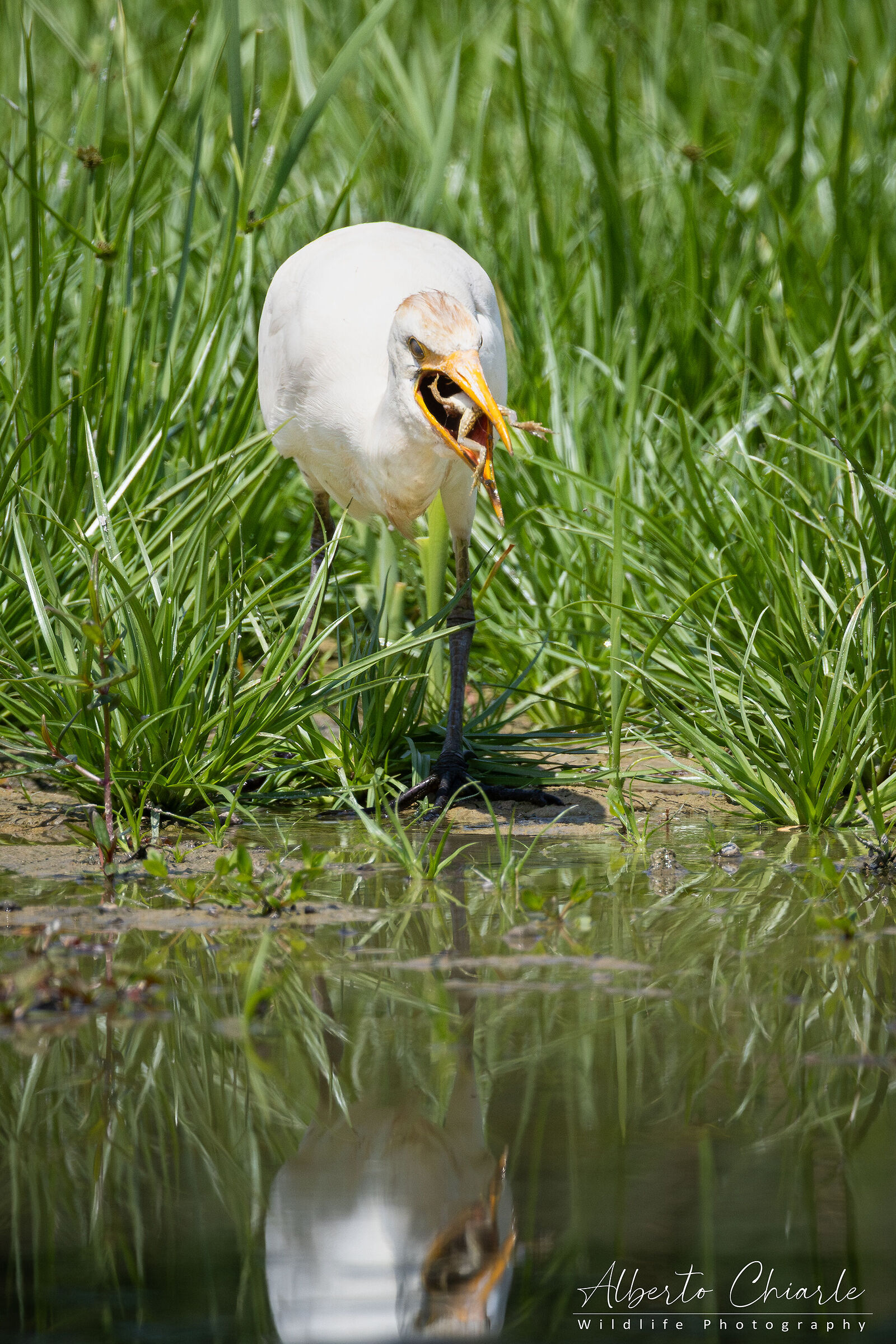 Cattle Egret (Bubulcus ibis)