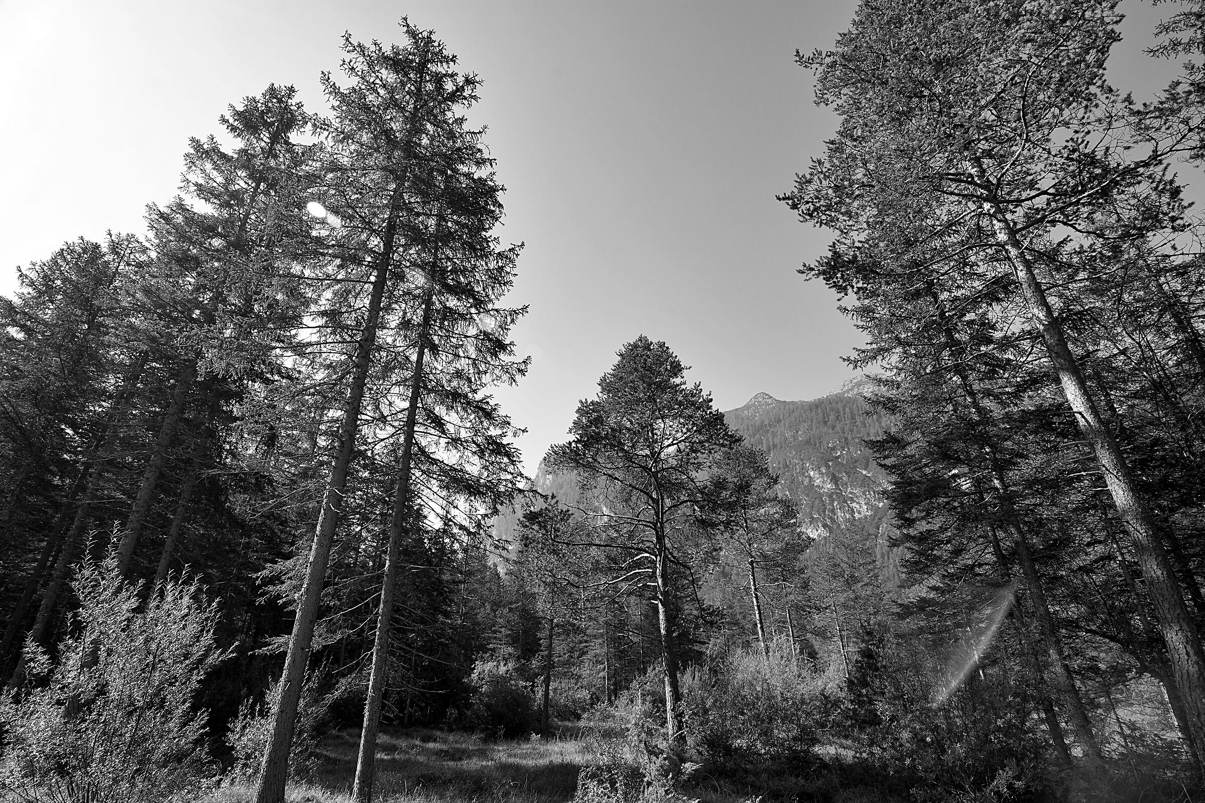 Trees