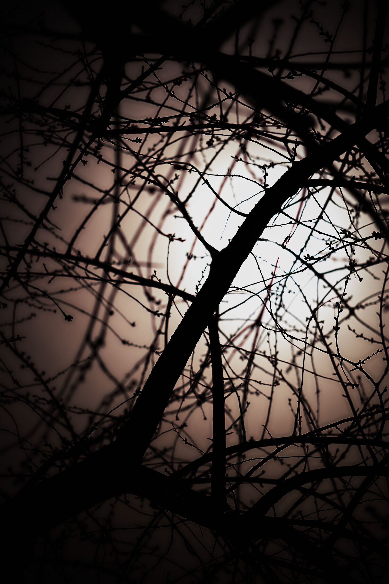 Into The Woods