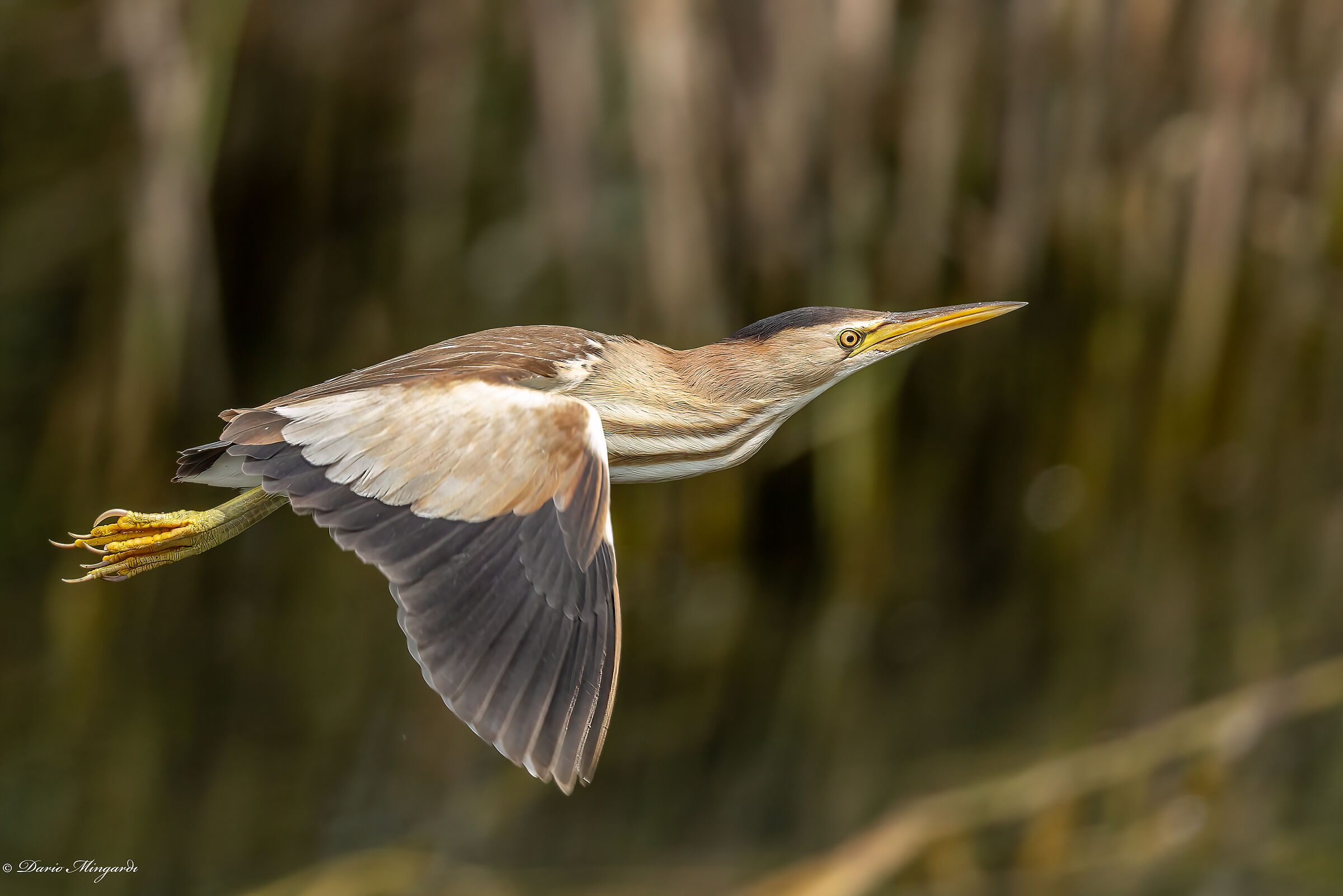 Tarabusino femmina Ixobrychus minutus