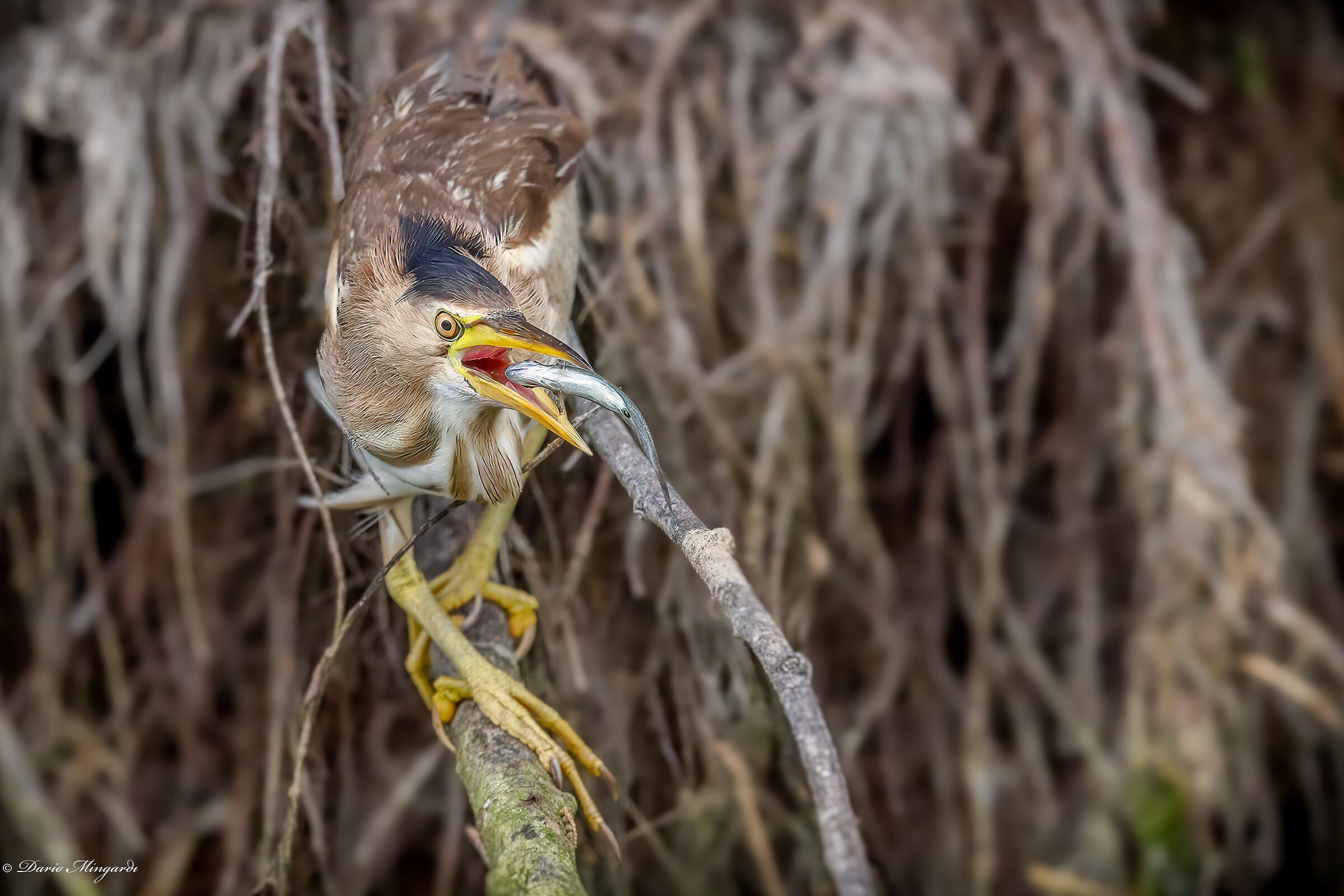 Tarabusino femmina Ixobrychus minutus