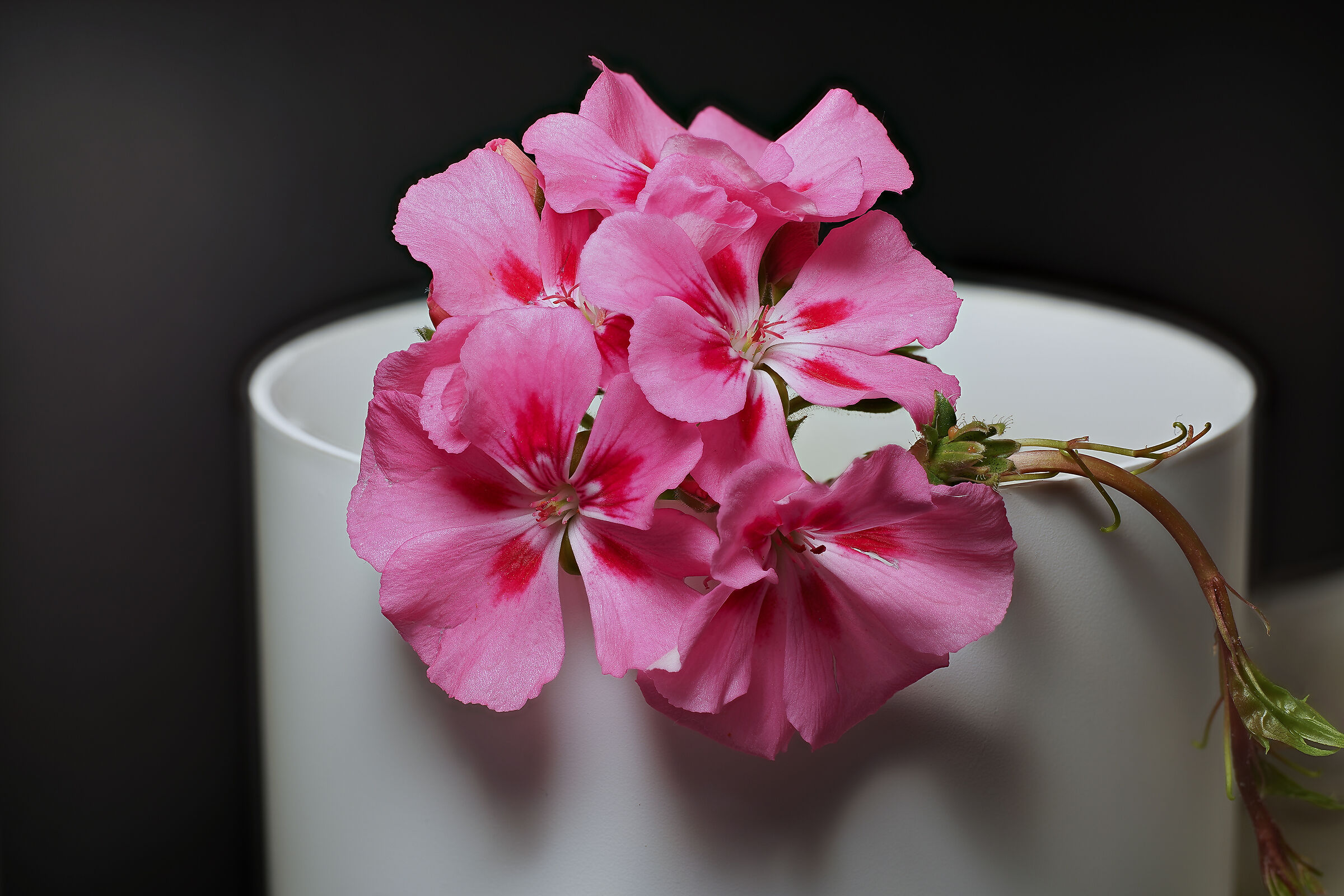 FS 70 immagini, flash, 60% f4 - 40% F8