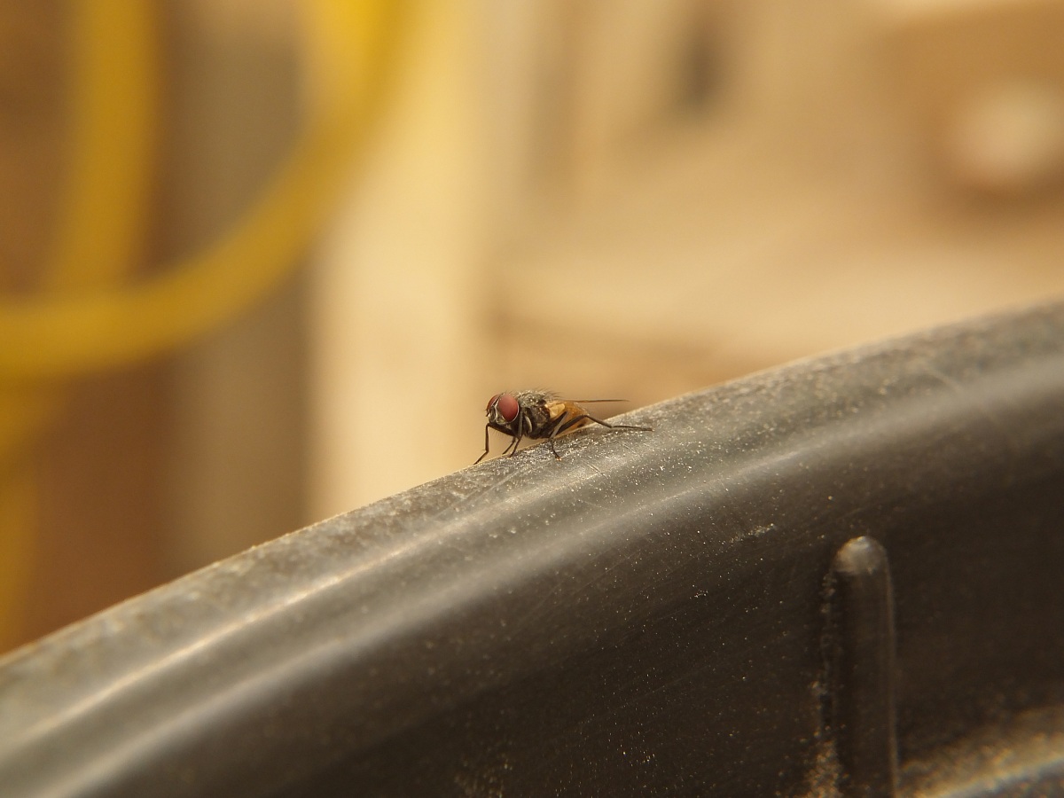 House Fly