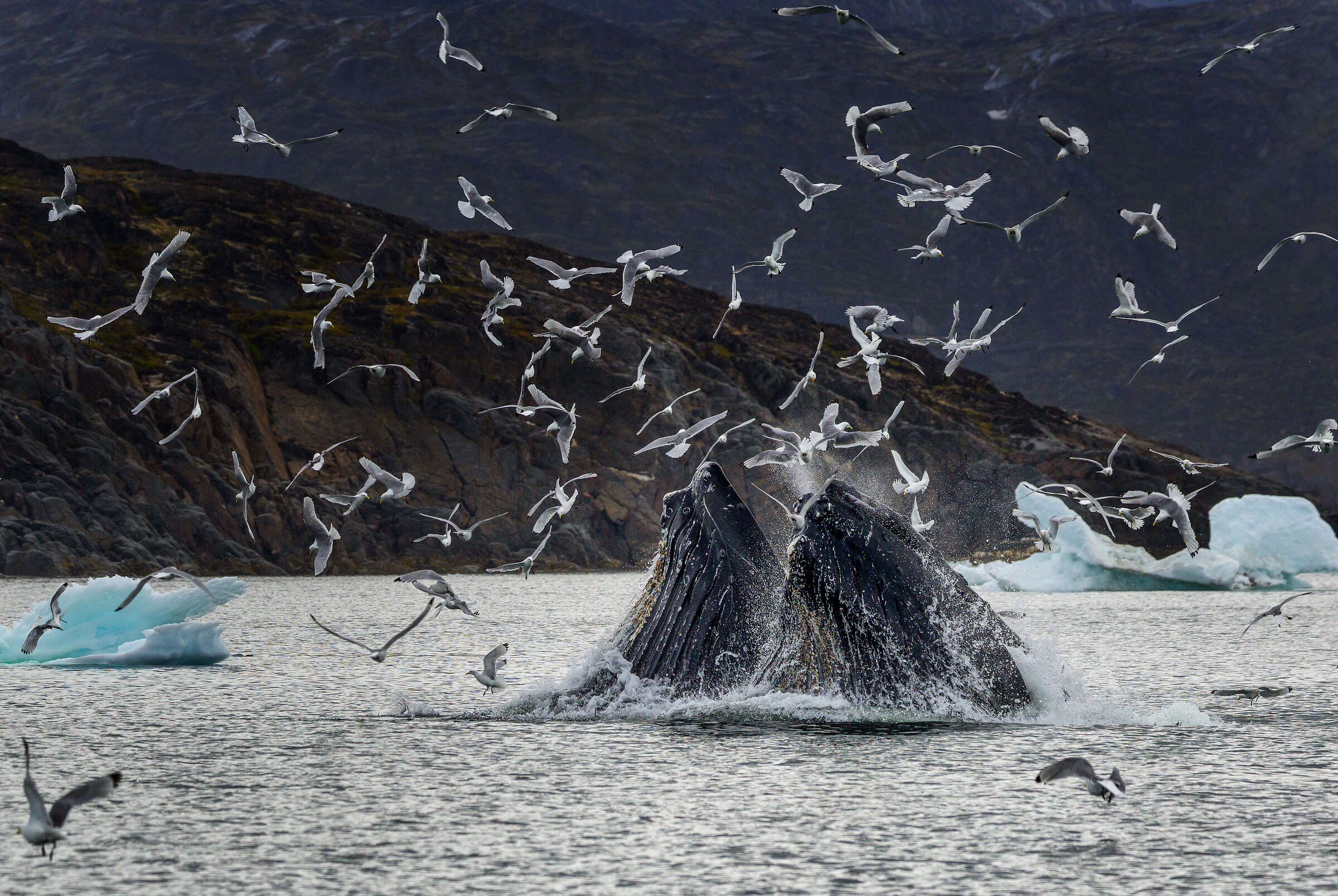 synchronized fishing