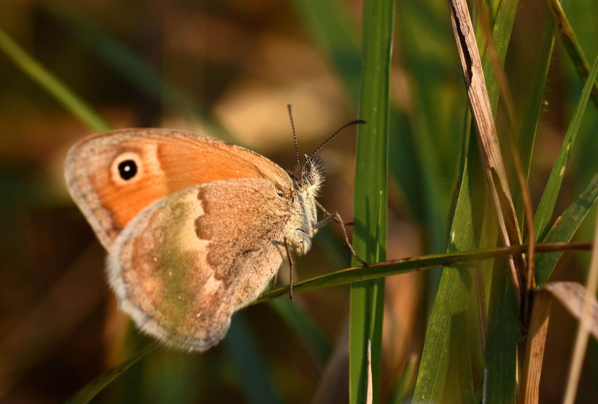 Coenonympha pamphilus