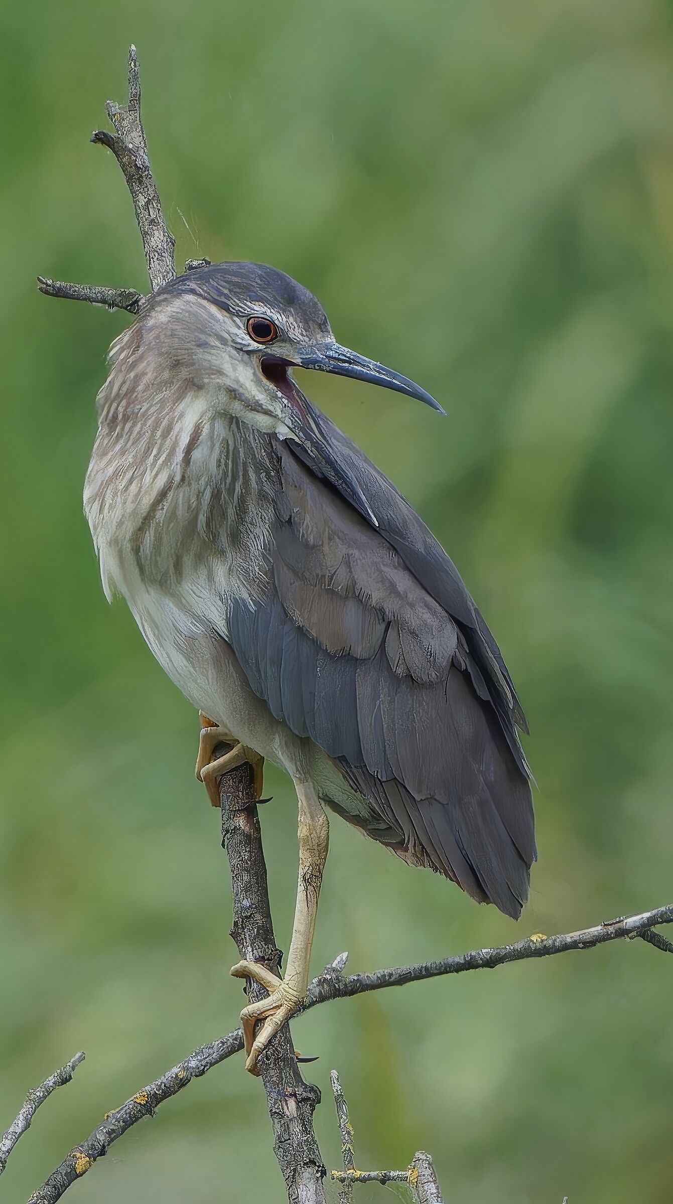 Night Heron