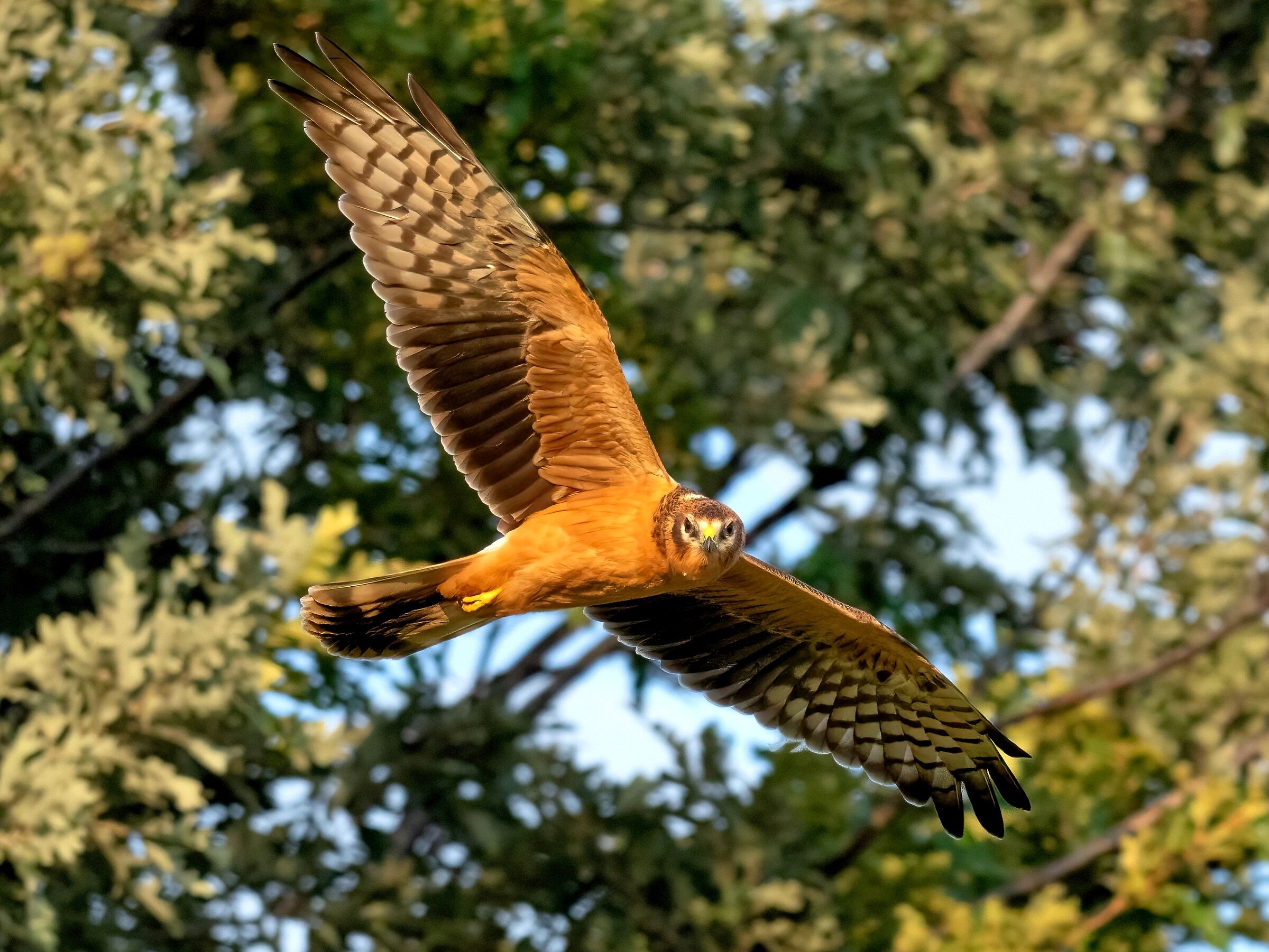 Pale Harrier (Circus macrourus) Juv.