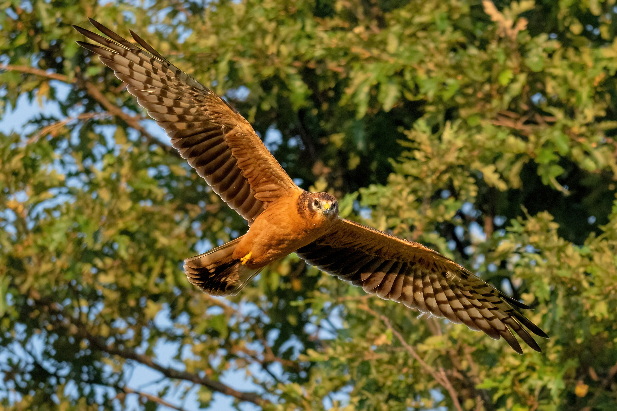 Pale Harrier (Circus macrourus) Juv.