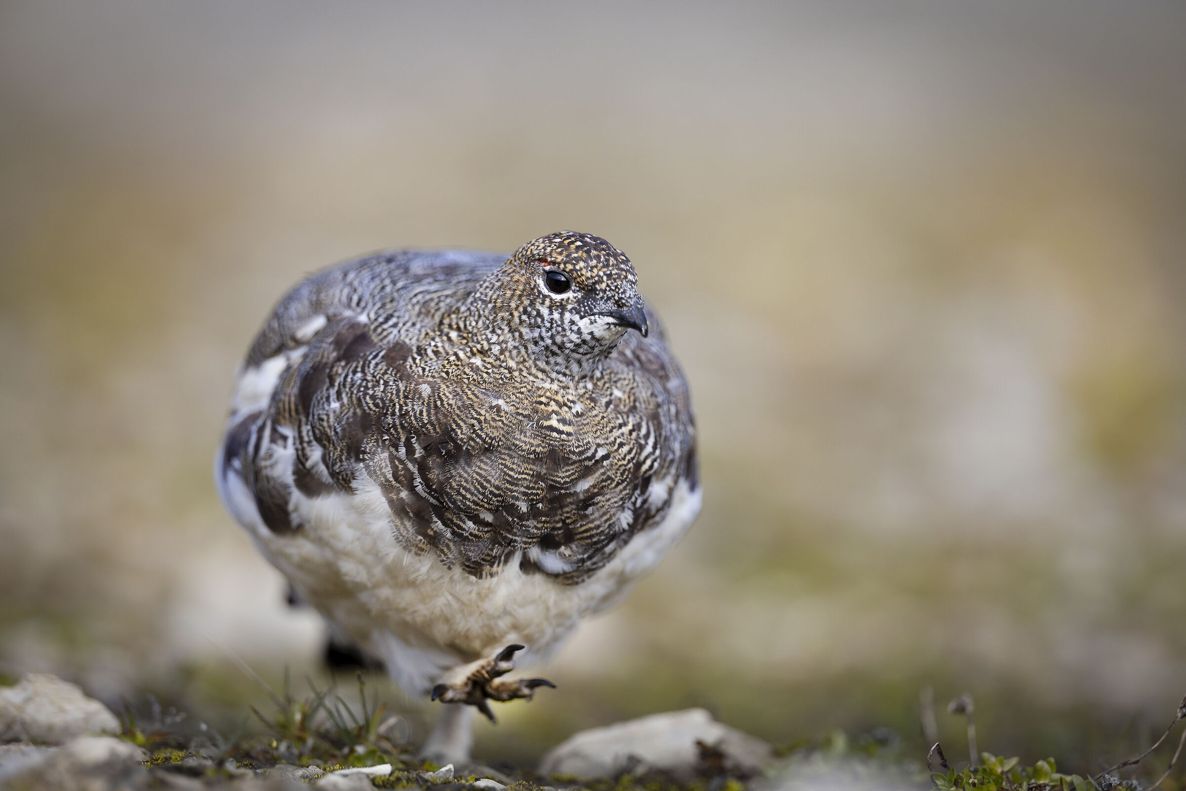 Pernice bianca femmina