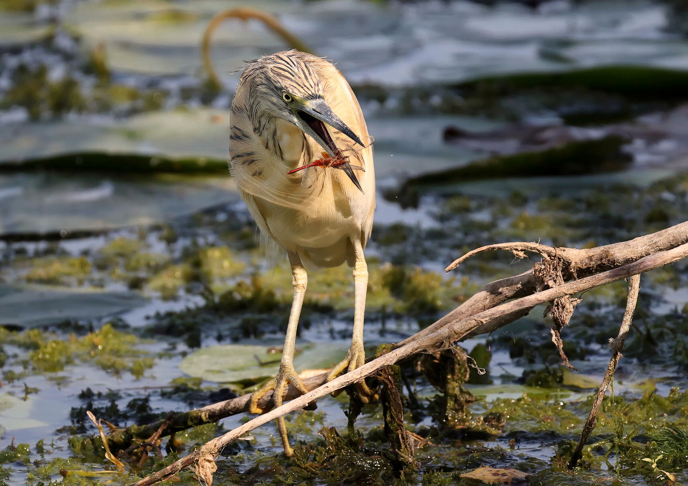 Il pasto della Sgarza ciuffetto