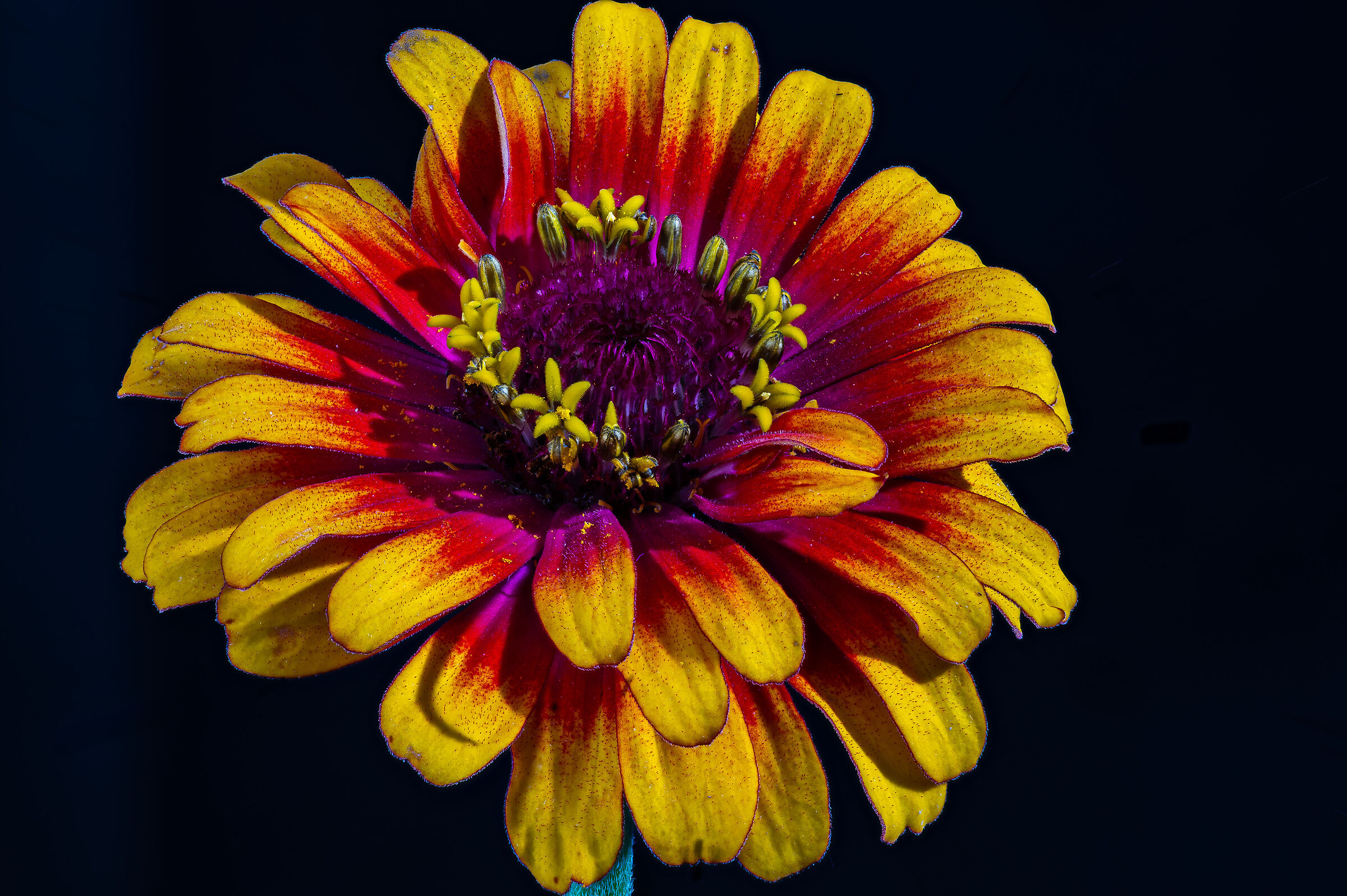 Zinnia