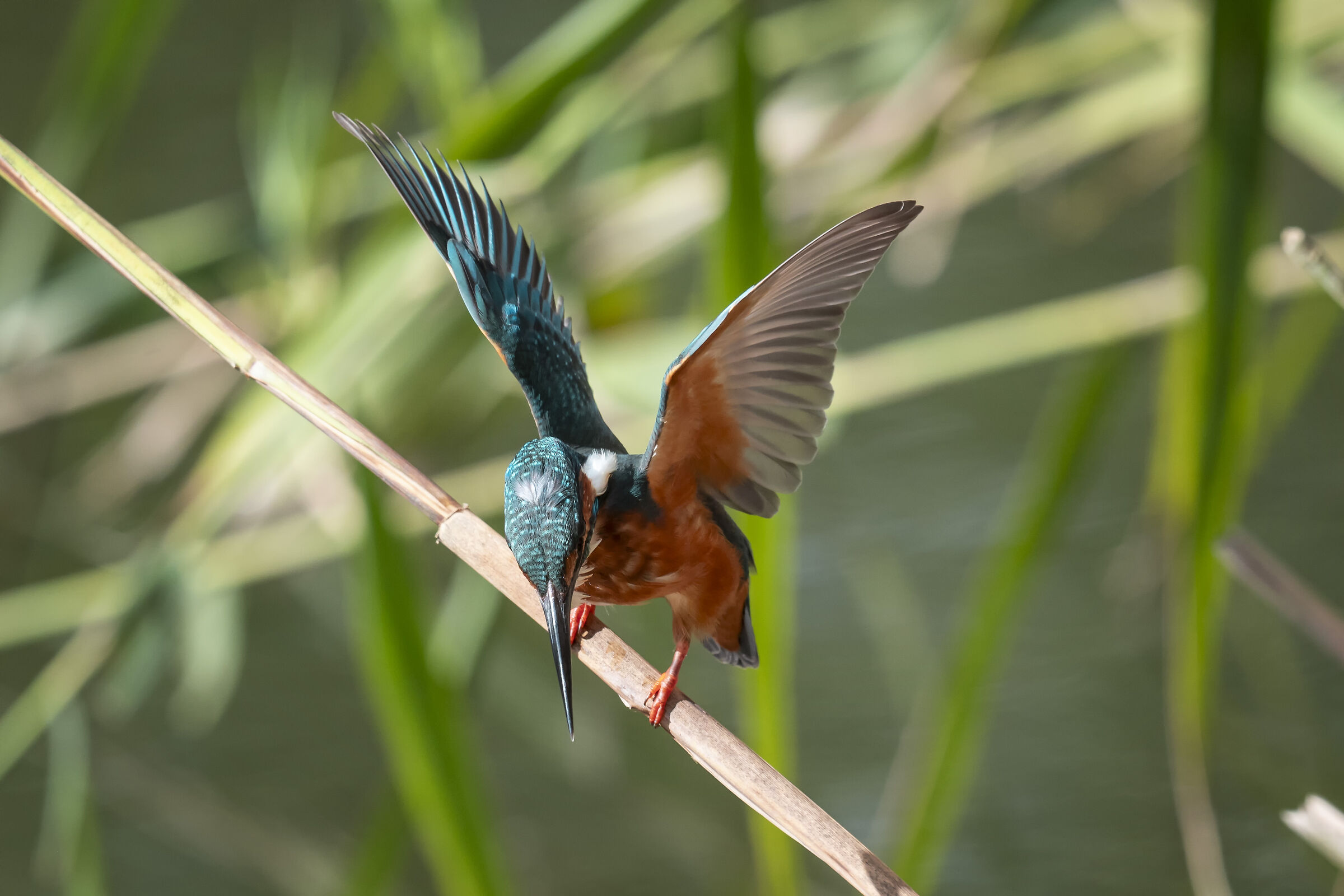 Kingfisher