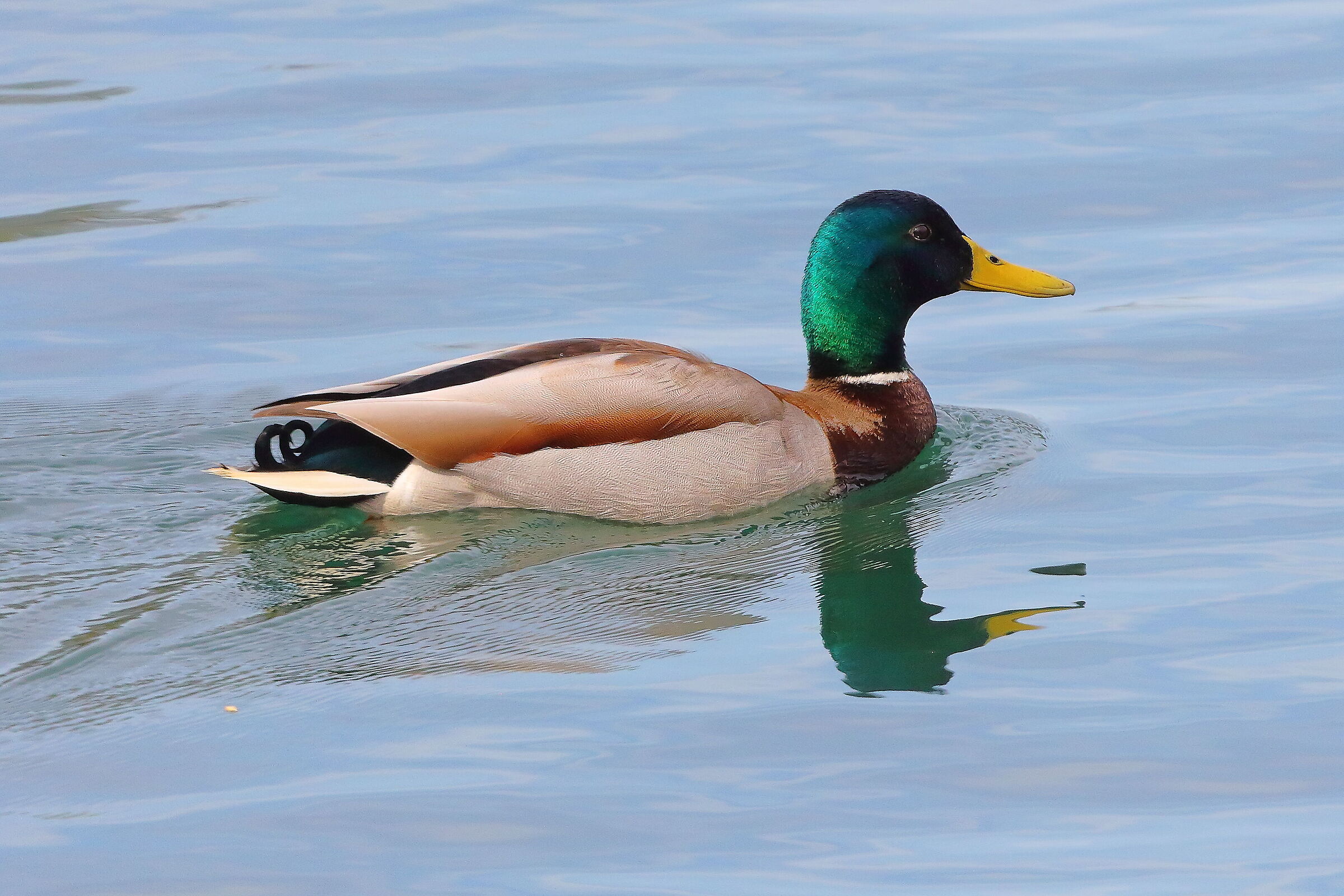 Germano R M 30 marzo 2025 - 0112