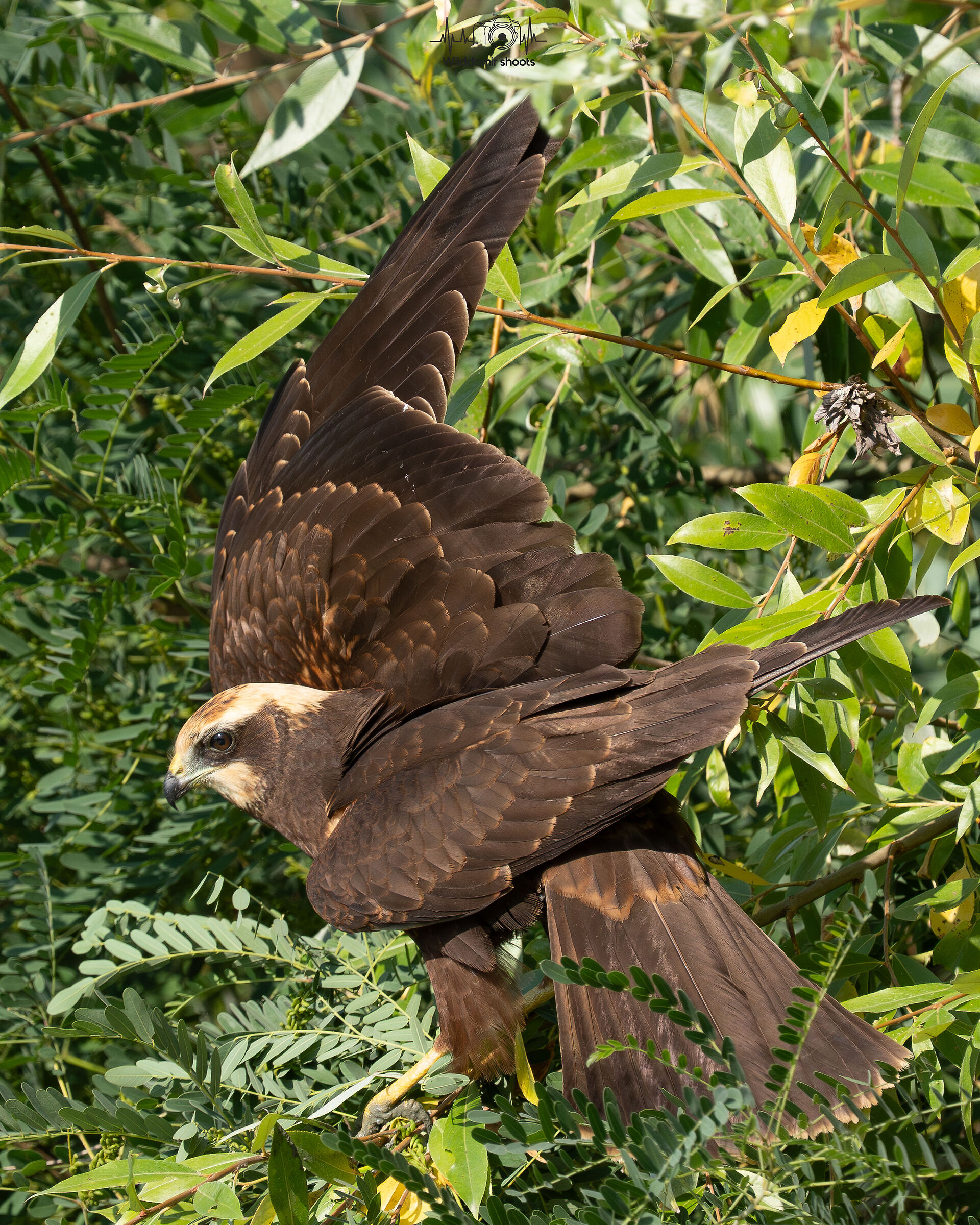 Marsh Harrier