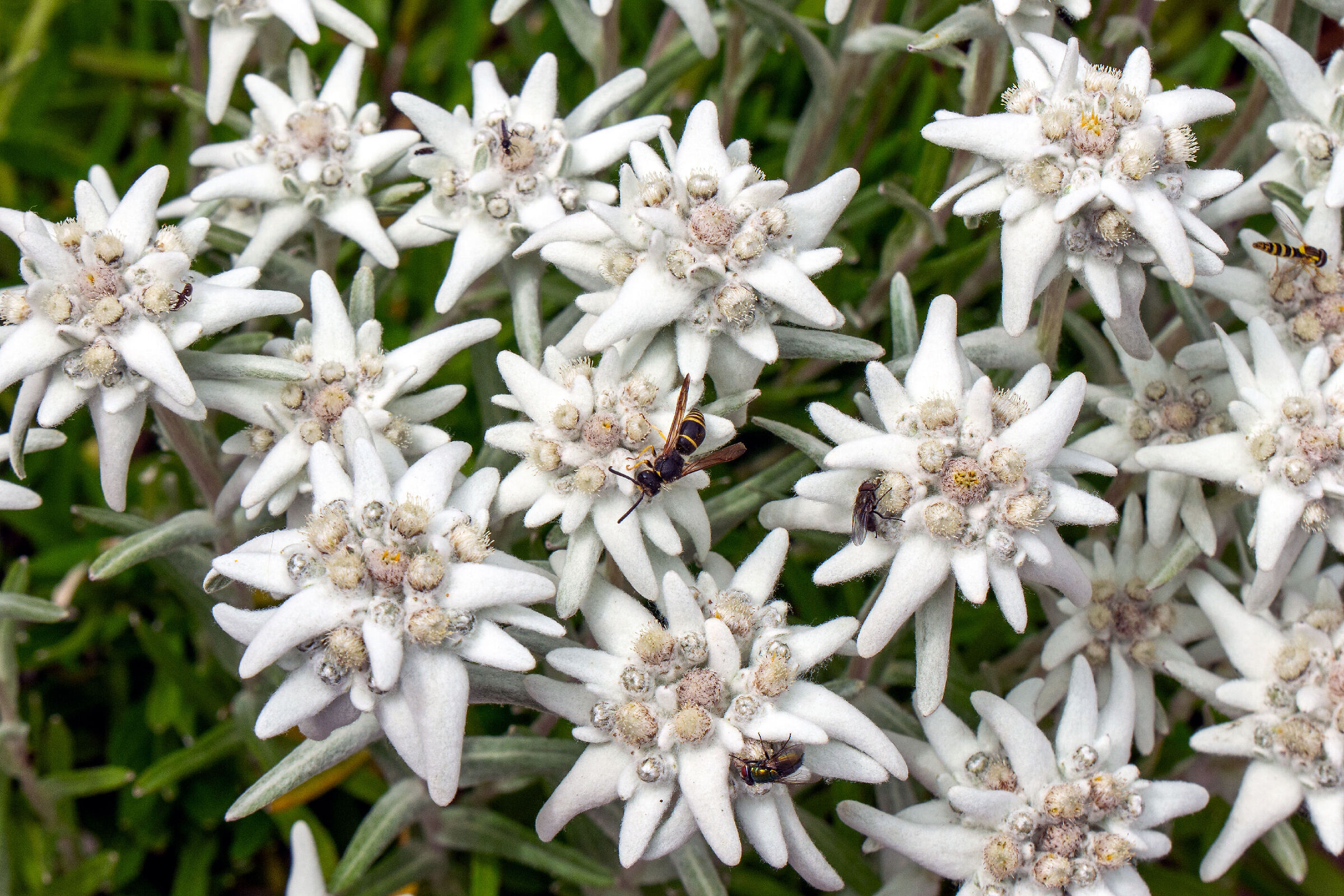 Ailpine rooms with diners