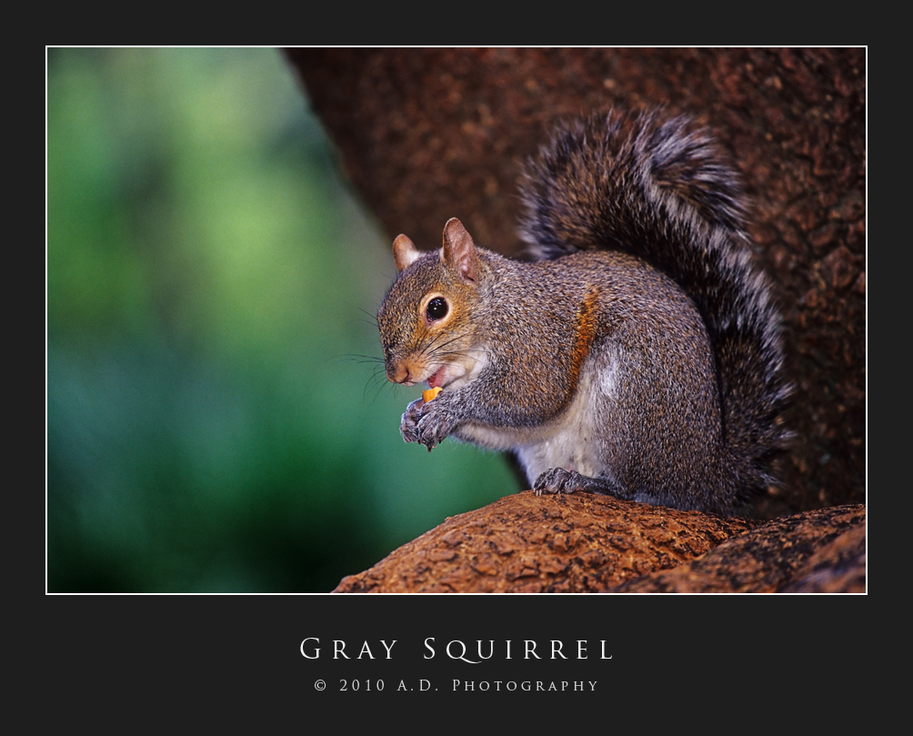 Gray Squirrel
